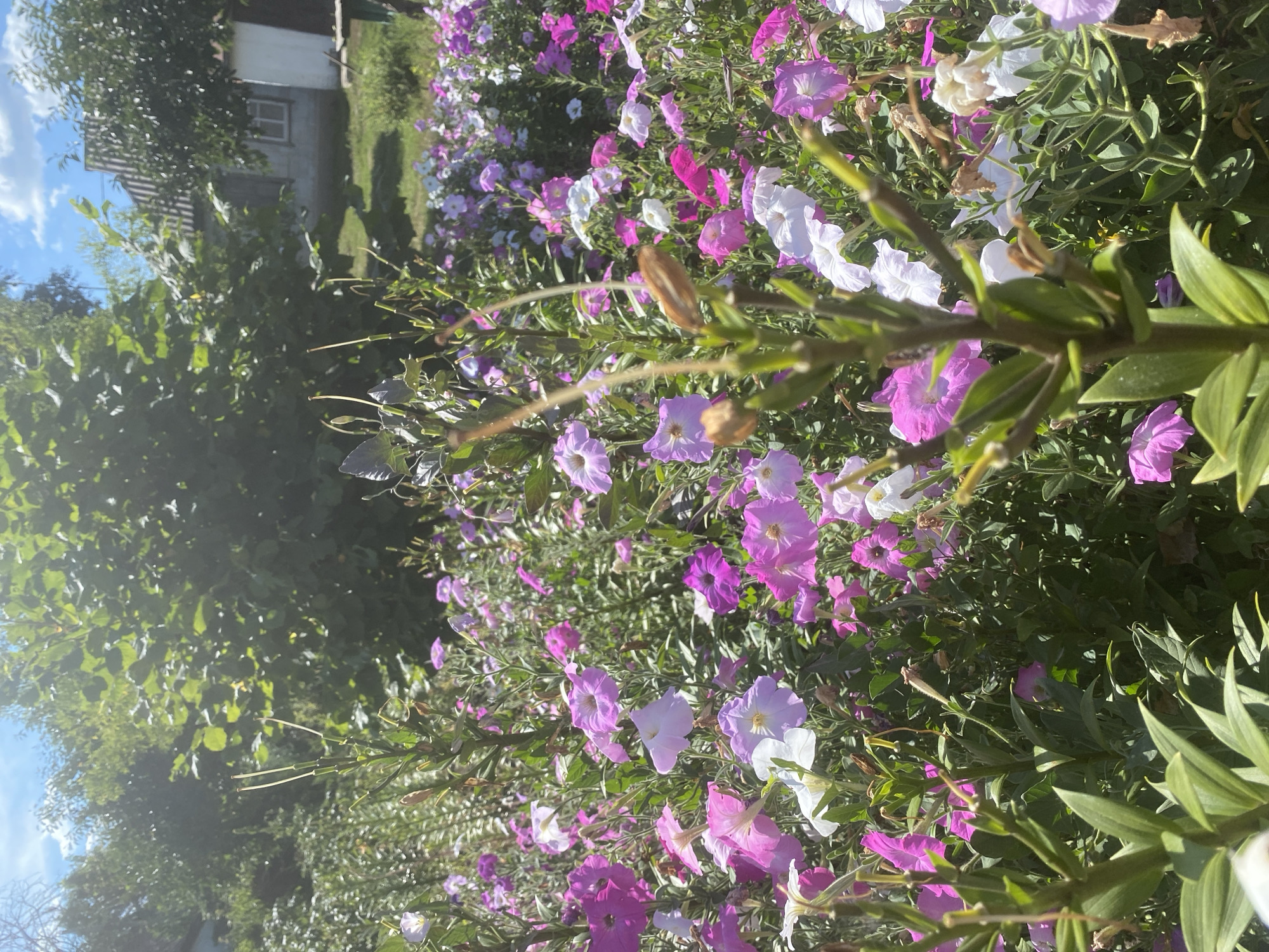 This is a vertical, eye-level, medium shot photo taken outdoors in Ustyvytsia, Ukraine. The foreground features a lush garden filled with numerous petunia flowers in various shades of pink and white. These flowers are densely packed, creating a vibrant carpet of color. In the immediate foreground, a tall green plant with thin stalks and dried seed pods stands out, partially obscuring the flowers behind it.
In the midground and background, more foliage and flowers are visible, interspersed with leafy green trees. Beyond the garden, a simple, weathered house with a grey roof and white walls can be seen, with a window and wooden shutters. The sky above is a bright blue with scattered white clouds, and the scene is illuminated by bright sunlight, casting shadows and creating a slightly washed-out effect in some areas due to the strong light. The overall impression is that of a sunny day in a rural Ukrainian garden.