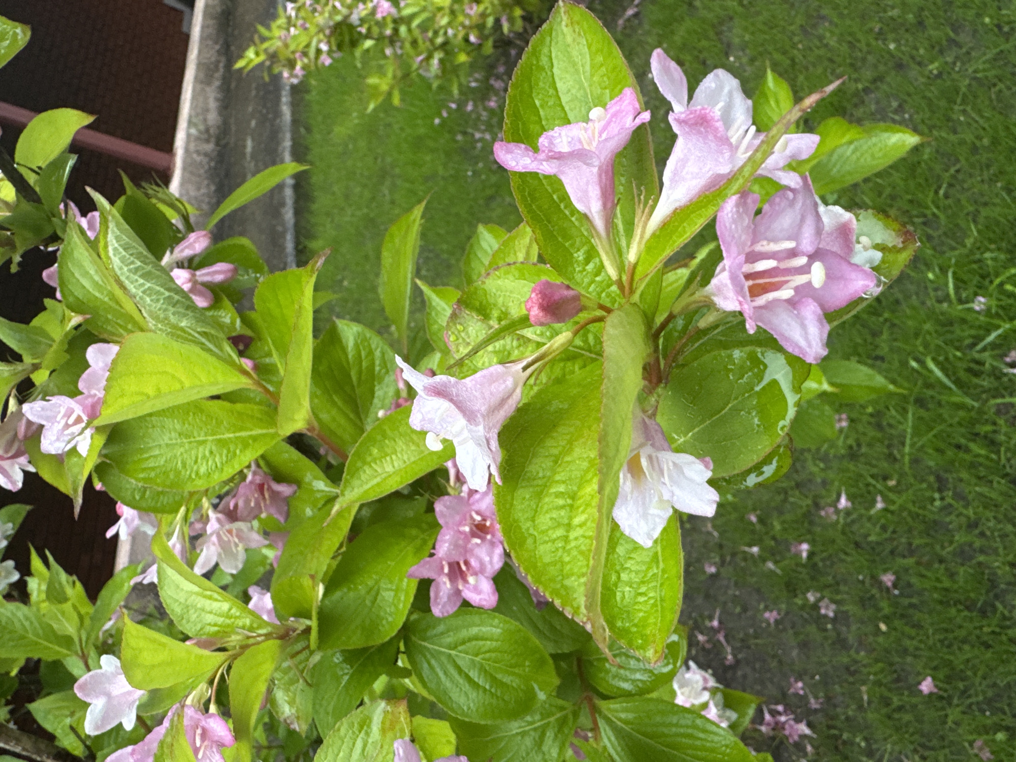 The image shows a close-up of a flowering shrub with pink and white blossoms and green leaves. The leaves and flowers appear to be wet, possibly from rain. In the background, there is a patch of green grass and a portion of a concrete structure. Some fallen pink flower petals are scattered on the grass. The specific location within the city of Sosnovy, Russia, cannot be determined from the image alone. No people, specific actions, or interactions are visible.