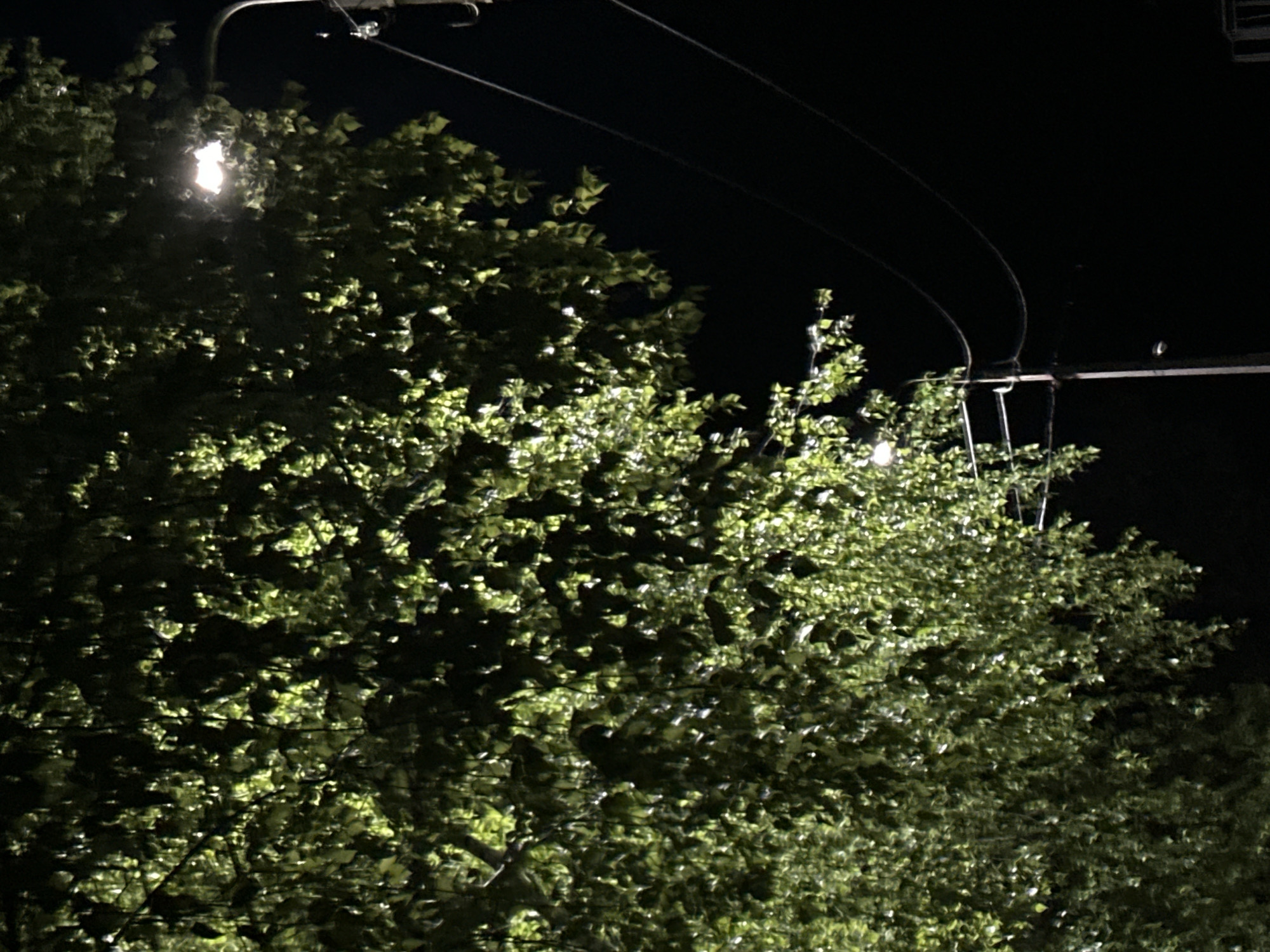 The image shows a night scene, likely taken in an urban area, with a large tree occupying most of the frame. Streetlights are visible, illuminating the foliage. Electrical wires and utility poles are present above the tree line. The location is described as Noviy, Russia. No people or distinct actions are observable in the photograph. The environment is dark, with artificial lighting providing the main source of illumination. The focus is primarily on the illuminated tree and surrounding infrastructure.