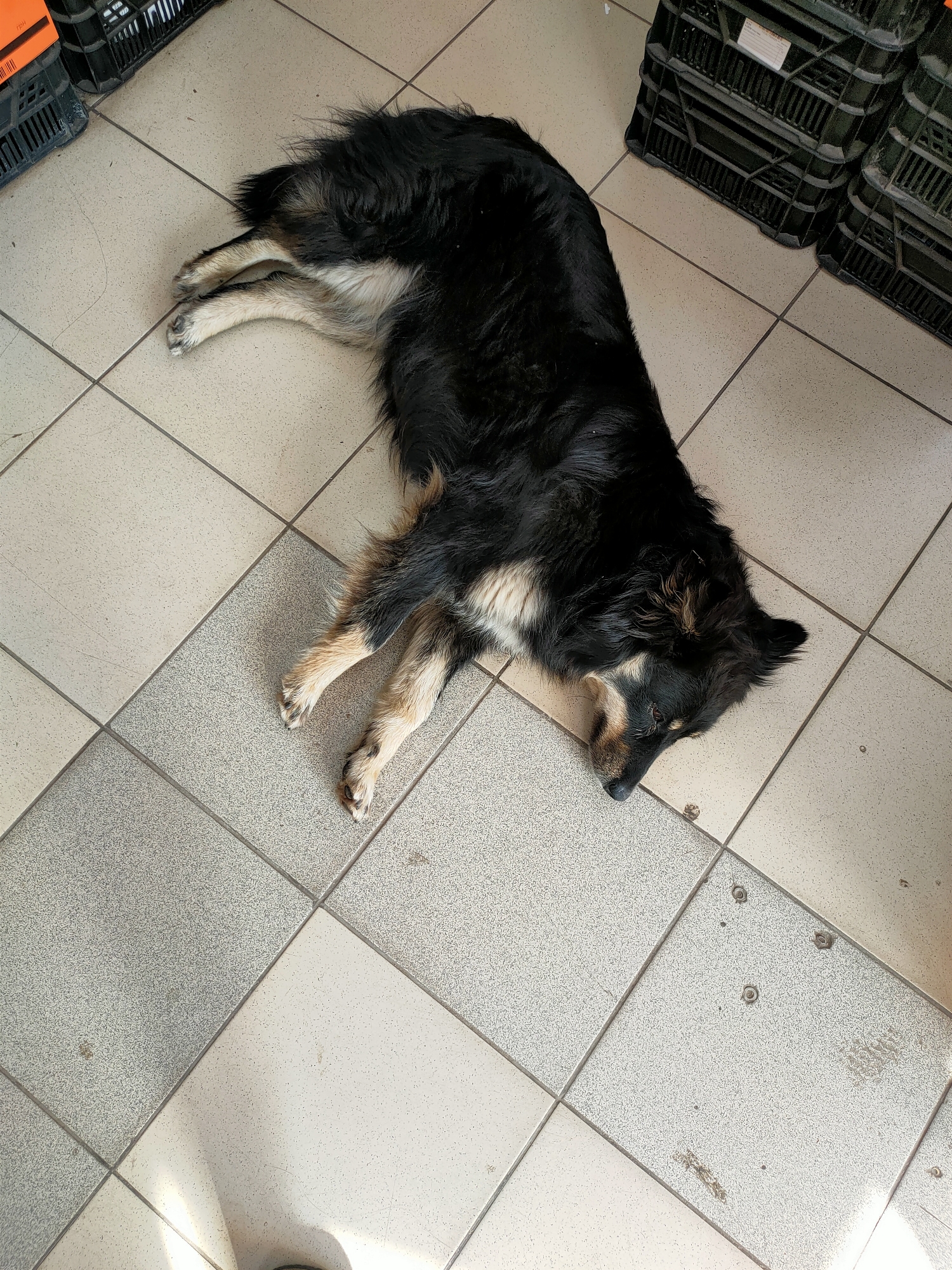 A black and tan dog is sleeping on a tiled floor. The dog is lying on its side with its legs extended. The dog's fur is long and shaggy, and it has a white patch on its chest. The floor is made up of square tiles, some of which are light beige and some are a speckled gray. In the background, there are black plastic crates stacked on top of each other. One of the crates on the left has an orange sticker with some vertical lines on it. The lighting suggests it is daytime, and the scene appears to be indoors, possibly in a storage area or a warehouse. The dog looks relaxed and peaceful in its sleep. There is no visible text other than on the sticker of the crate, which is too small to be deciphered.