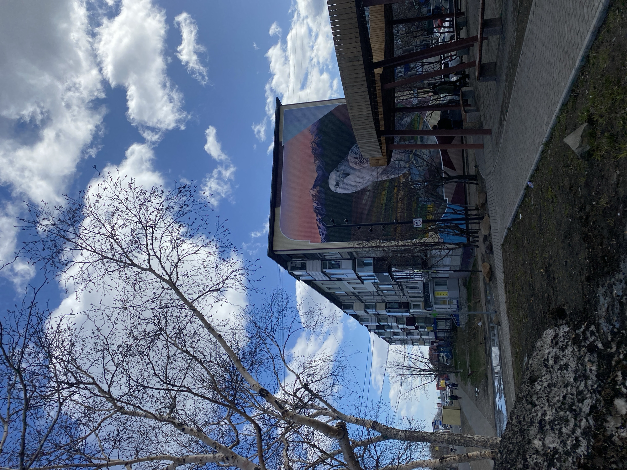 The image shows a multi-story building in Petropavlovsk-Kamchatsky, Russia. A large mural featuring a snowy owl is painted on the building's side. The sky is blue with scattered white clouds. A bare tree occupies the foreground, obscuring part of the building. A covered walkway runs along the building's base. A sidewalk runs along the building and has puddles on it. Other trees can be seen in the distance along with people and cars.