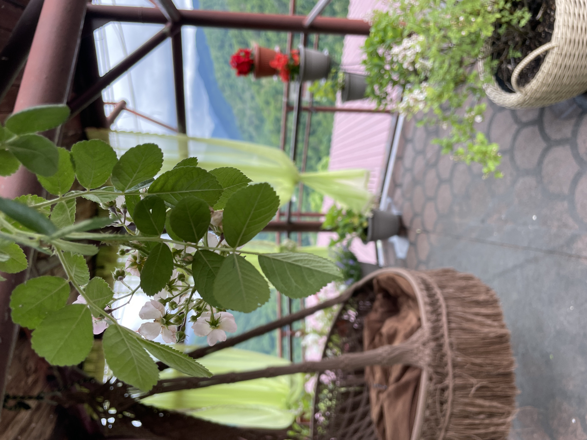 Here's a concise description of the image:
The photograph appears to be taken from a balcony or veranda setting, possibly in a mountainous or elevated location. The scene is dominated by greenery, including a plant with bright green leaves and small white blossoms in the foreground. Several potted plants hang or are placed on the veranda. A woven hanging chair is visible, partially obscured by the plant in the foreground. In the background, there is a view of a landscape with mountains or hills, partially obscured by the balcony structure and translucent yellow curtains. The balcony has a brown metal frame. The patio floor is a textured gray surface.