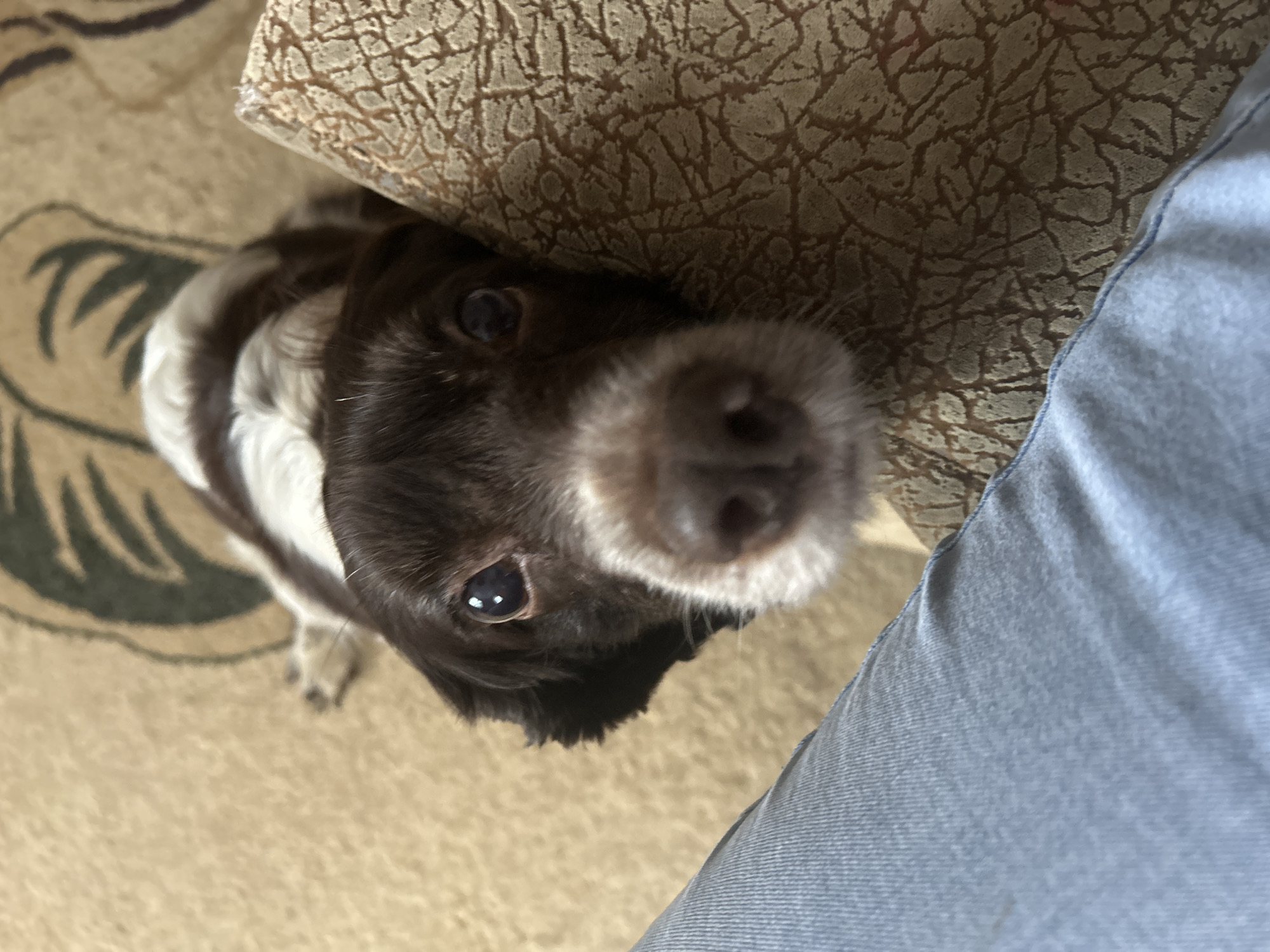 A brown and white Springer Spaniel dog looks up at the camera with its nose very close to the lens. The dog appears to be sitting on a beige carpet with green leaf patterns. A brown, patterned sofa cushion is partially visible in the background. A person wearing light blue jeans is also partially visible on the right side of the frame. There is no indication of the location being in the city of Фоки, Russia.
