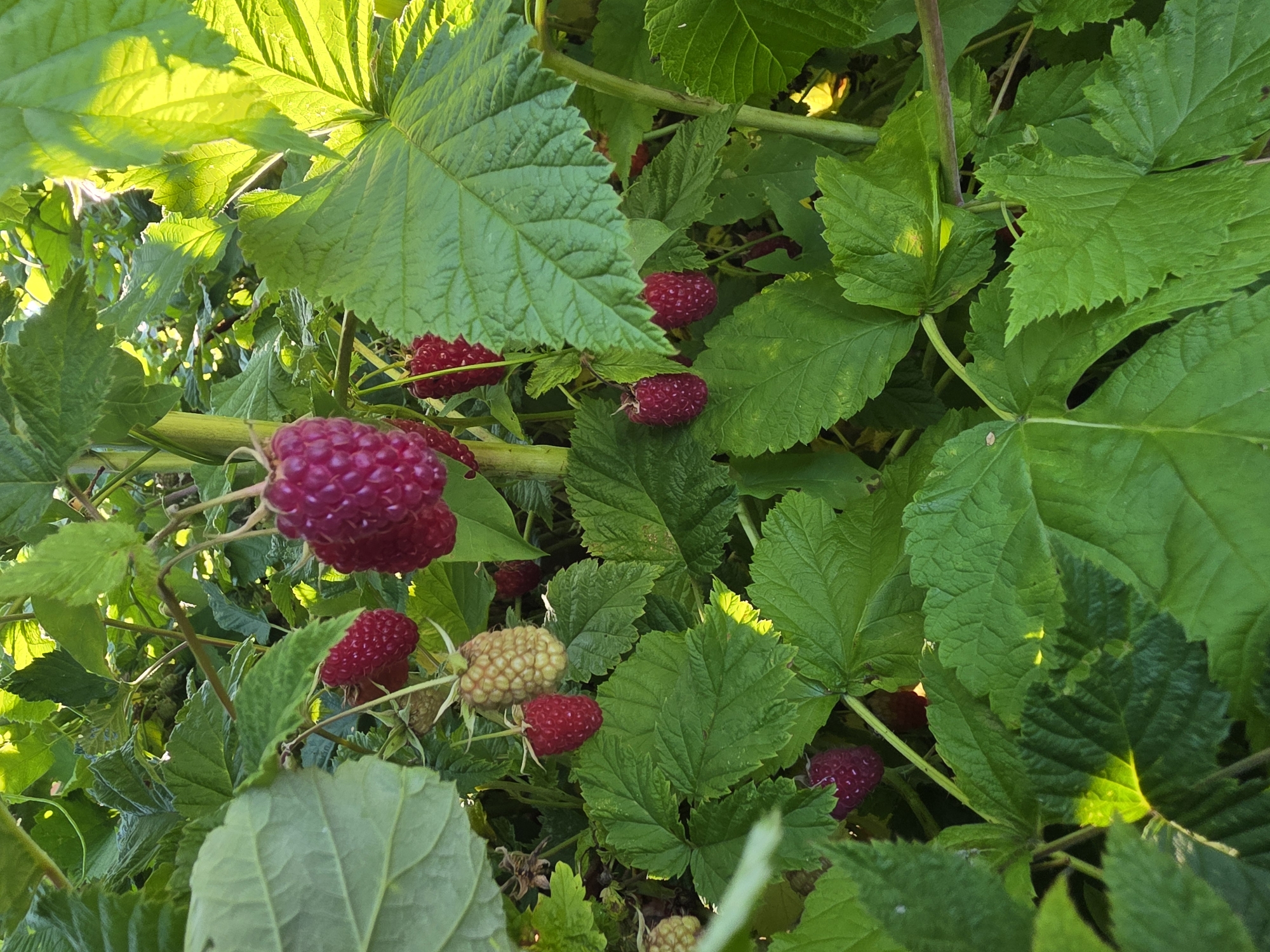 The image depicts a close-up view of a raspberry bush with ripe and unripe berries, interspersed with lush green leaves. The berries are primarily a deep red color, with some lighter, yellowish-green berries also visible, indicating varying stages of ripeness. The leaves are broad and serrated, typical of raspberry plants, and are illuminated by bright sunlight, which creates highlights and casts shadows, suggesting an outdoor setting. The background consists of more foliage and some out-of-focus elements, hinting at a natural environment. The image was taken in Bolshiye Kharlushi, Russia. There are no people or animals present in the scene. The overall impression is that of a healthy, fruitful raspberry plant.