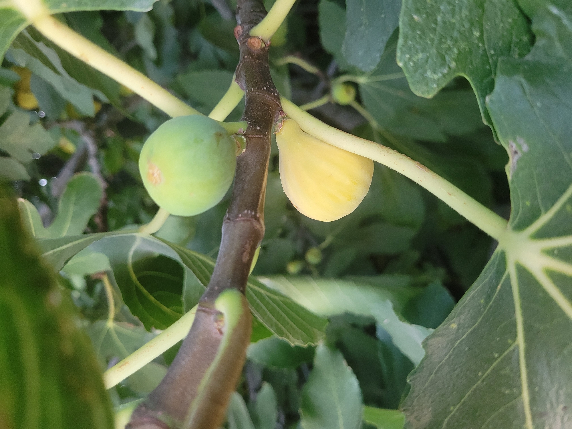 The image depicts a close-up view of a fig tree branch in Kolossi, Cyprus. Two figs are visible on the branch: one is a light yellow color and appears ripe, while the other is a lighter green color and seems less mature. The figs are surrounded by large, dark green fig leaves. The branch itself is dark brown and has a rough texture. The background consists of more foliage and is out of focus, suggesting a natural outdoor environment. The lighting suggests it is daytime, possibly late afternoon due to the warm tones on the yellow fig.