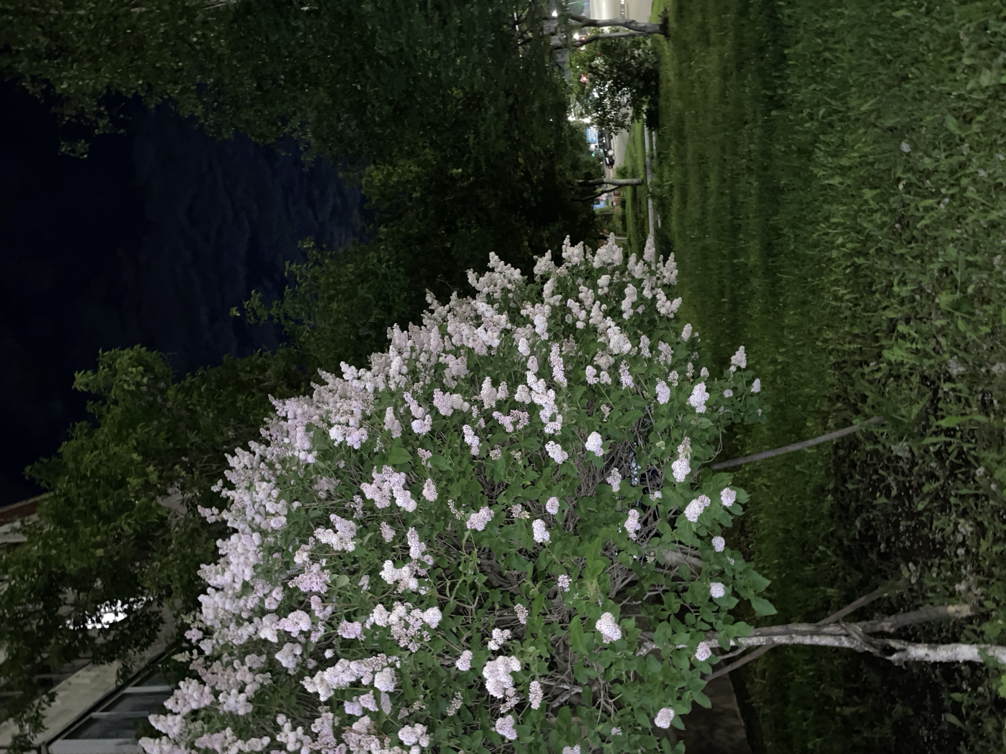 At night in Izhevsk, Russia, a large bush of white lilacs blooms in the foreground. Behind the bush, a dark expanse suggests a wooded area or park. In the background, a street with trees and lit streetlights is visible. The scene suggests a residential area or park within the city.