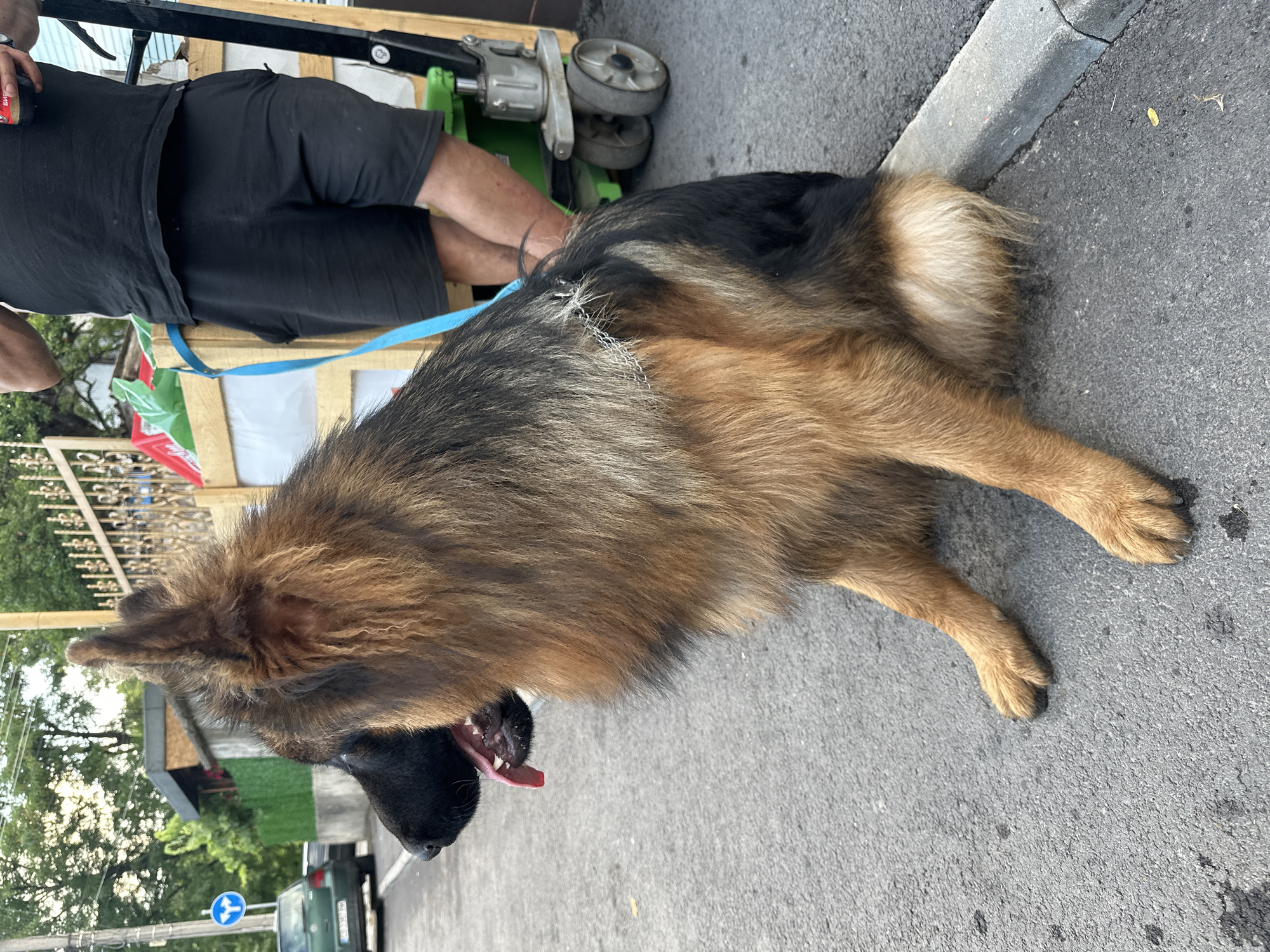 In Kostenets, Bulgaria, a long-haired German Shepherd dog sits on an asphalt road next to a concrete curb. The dog is primarily tan and black, with its tongue hanging out. A blue leash is attached to the dog's collar. In the background, a person wearing black shorts and a black t-shirt stands next to a green and wooden wheeled cart. The cart contains items covered in white plastic. Beyond the cart and person, a metal fence and trees are visible. A green car is parked on the left side of the image, and a blue and white traffic sign is also present. The overall scene appears to be outdoors, possibly on a street or sidewalk in a residential area.