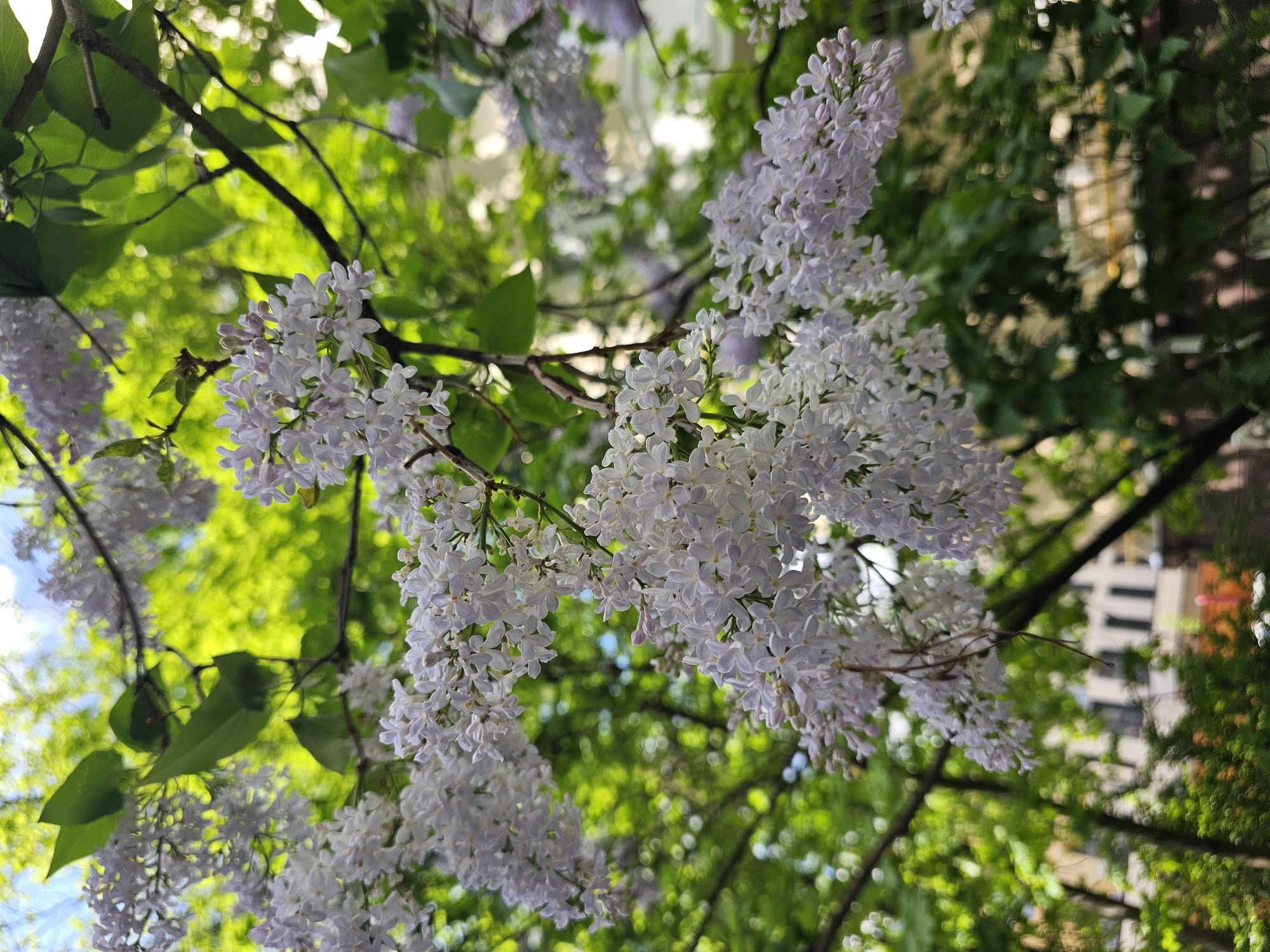 The image shows a close-up of lilac flowers in bloom, interspersed with green leaves and branches. The background reveals a blurred cityscape with buildings, indicating an urban environment. The angle suggests the photograph was taken looking upwards, with the lilac flowers hanging overhead. The light filtering through the leaves creates a dappled effect. The location is identified as Khimki, Russia.