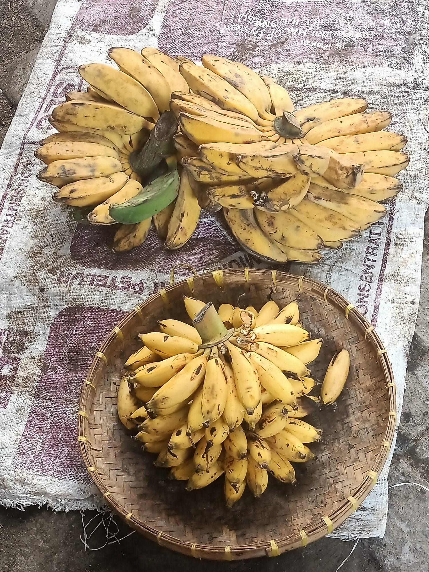 A top-down, medium shot captures two bunches of ripe yellow bananas resting on a white and purple patterned sack laid out on a gritty, grey surface. One bunch, larger and more spread out, is positioned towards the top of the frame. Scattered amongst these bananas is a single green banana. Below this, the second bunch of bananas is contained within a woven bamboo basket. The bananas are predominantly yellow, with some showing brown spots, indicating ripeness. The basket, also made of woven bamboo, has a rough texture and is bound with yellow string at intervals. The overall scene suggests an outdoor market or roadside stall in Badas, Indonesia, where fresh produce is displayed for sale. The lighting is natural and somewhat diffused, indicating it might be daytime.