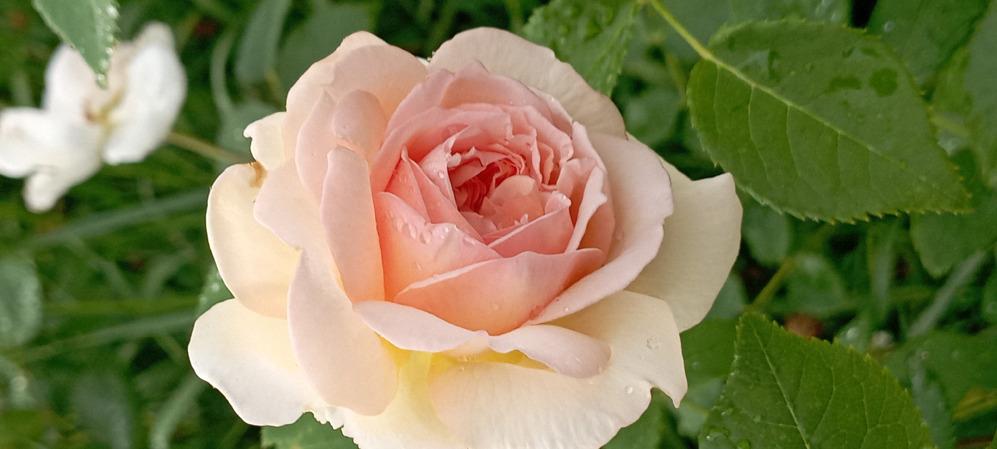 A close-up, eye-level shot of a pale pink and cream rose with dew drops on its petals is featured. The rose is in focus, with its intricate layers of petals filling the center of the frame. In the background, a blurred white flower and green foliage are visible. The overall lighting is soft, suggesting an overcast day or early morning. The scene appears to be an outdoor garden, possibly in Radisne, Ukraine, given the prompt's contextual information, although the image itself does not contain any identifying markers for a specific location. No people or actions are depicted.