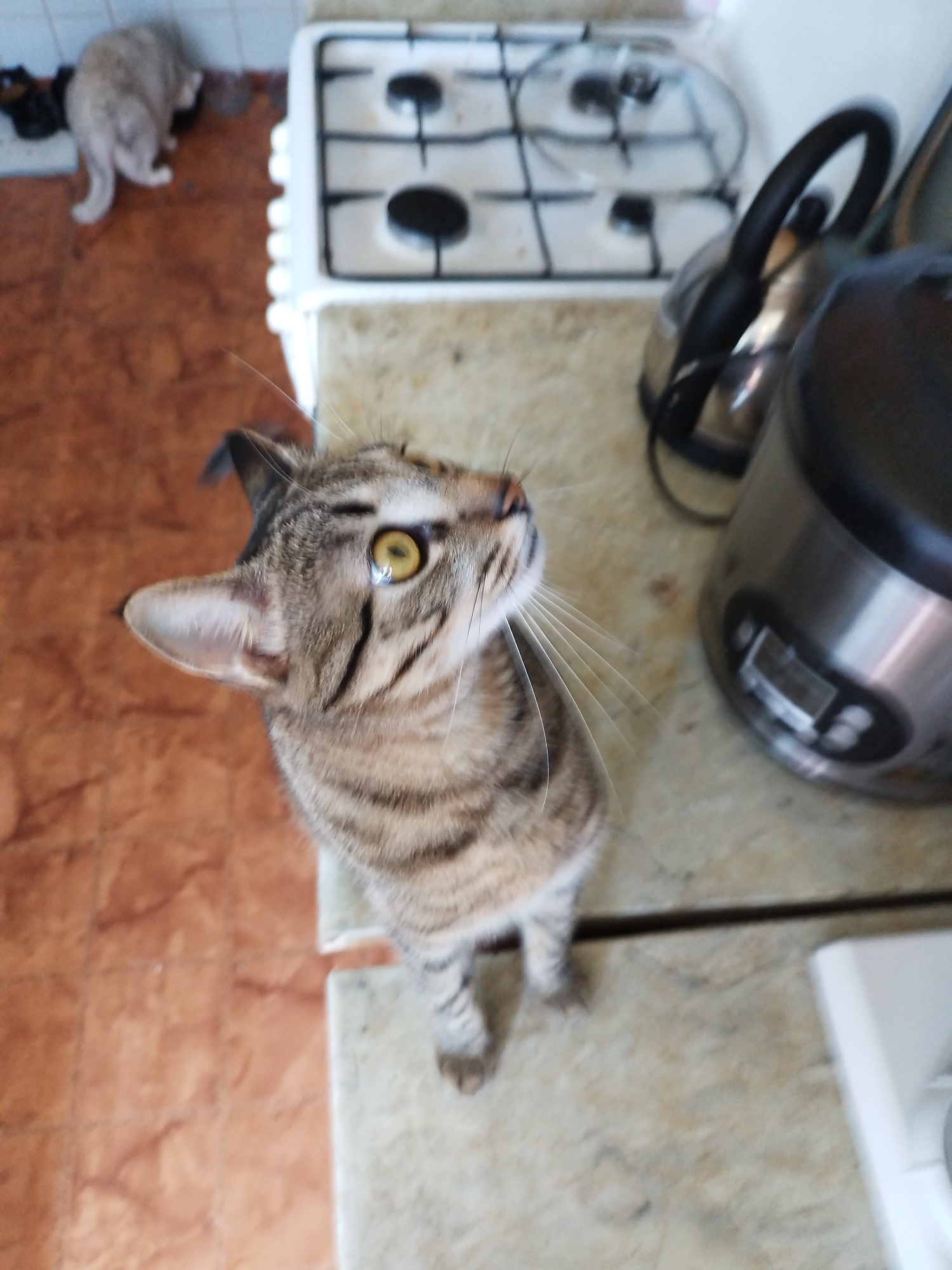 In an indoor kitchen setting, a tabby cat with striking yellow eyes is positioned on a light-colored countertop, looking upwards. Its body is primarily visible from the chest up, with its striped fur pattern clearly defined. To the left of the cat, on a brown tiled floor, another cat, lighter in color, is partially visible, facing away from the camera. In the background, a white gas stove with black burners is present, and a silver electric kettle with a black handle is situated on the countertop next to a silver appliance, possibly a rice cooker. The scene appears to be a domestic environment.