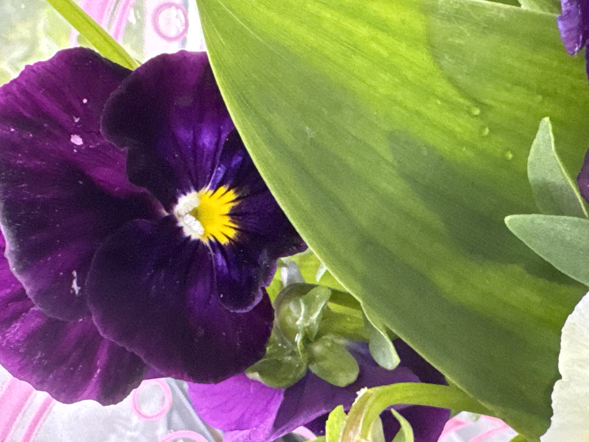 A close-up photograph depicts a purple pansy flower with a yellow center, next to a large, smooth green leaf. Water droplets are visible on the surface of the leaf. The background is blurred, with hints of pink and white. There is no evidence to suggest the location is in Izhevsk, Russia.
