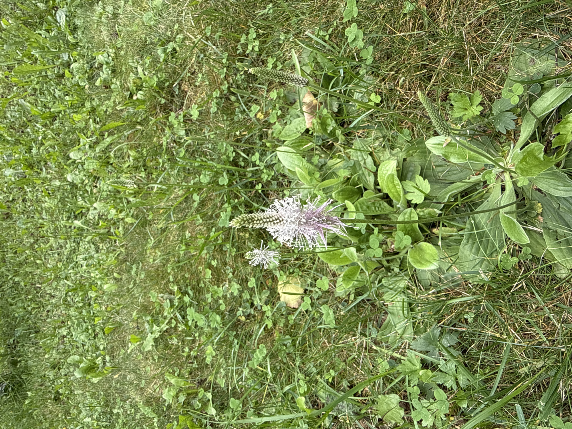 A close-up, high-angle shot shows a blooming plant with a pale pink and white feathery flower in the center of a green grassy area. The plant has large, oval-shaped green leaves at its base. Several smaller, developing flower stalks with green, cone-shaped tops are also visible surrounding the main bloom. The ground is covered in short green grass, interspersed with clover and other small green weeds. A few dry, brown leaves are scattered throughout the grass. The overall impression is of a wild, untamed patch of nature within an urban setting.