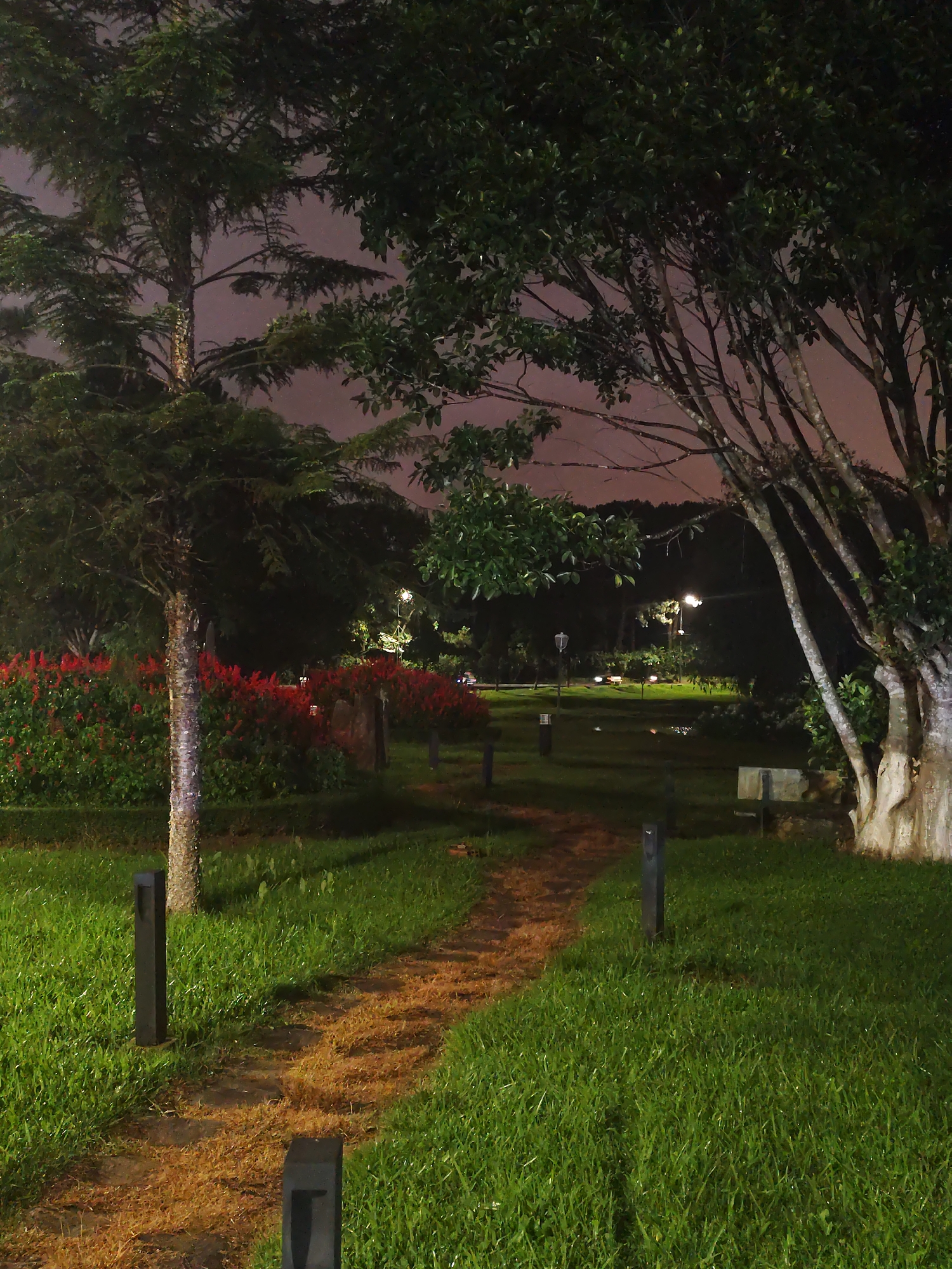 The image presents a serene nighttime view of a well-maintained park or garden, located in Phường Xuân Hương - Đà Lạt, Vietnam. A narrow, winding dirt path, appearing lighter in color due to illumination, cuts through lush green grass in the foreground. Several dark, rectangular bollard lights are strategically placed along the path, casting soft glows on the immediate ground.
To the left of the path, a slender tree with a patterned trunk stands next to a vibrant bed of dense red flowers, which form a prominent hedge. Further into the scene, various trees with abundant green foliage frame the view, their branches and leaves partially silhouetted against the night sky. The sky itself exhibits a soft, reddish-brown or purple hue, suggesting ambient light from the surroundings.
In the midground and background, additional trees and sparse foliage are visible, with several distant artificial lights, likely streetlights or park lamps, piercing through the darkness. The scene is devoid of any human presence or activity, conveying a sense of tranquility and peace. The weather appears clear, with no visible rain or fog. There is no discernible text visible in the image.
