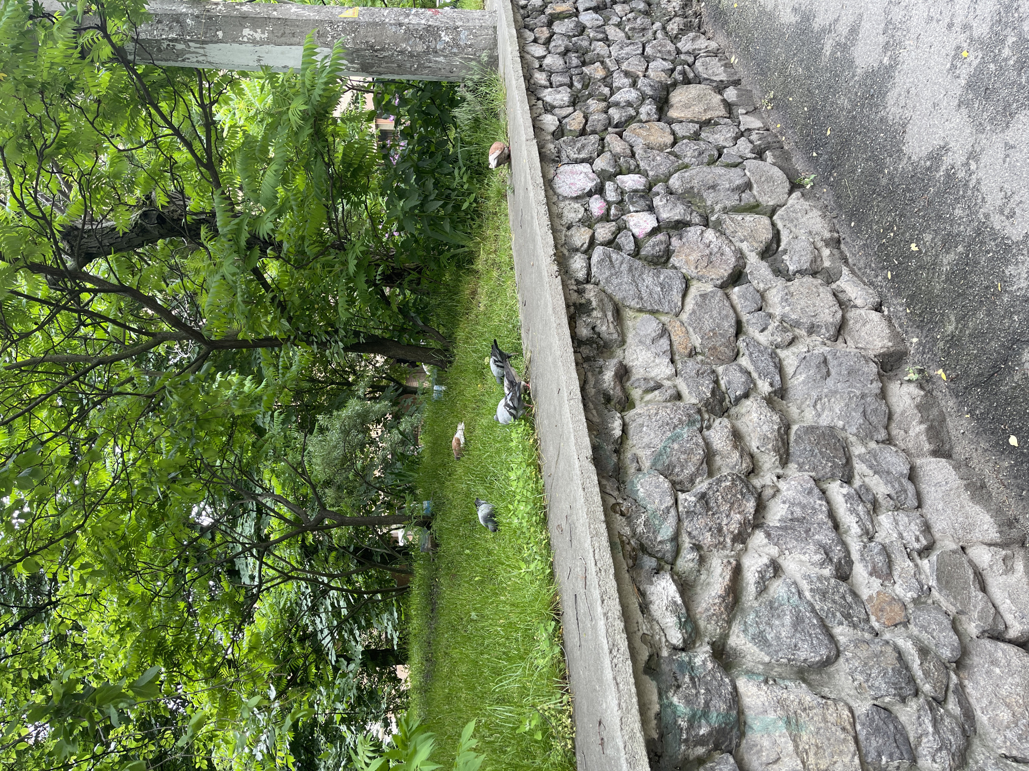In Unknown, Unknown, a stone wall runs diagonally from the lower left to the upper right corner of the frame. The wall is constructed of rough, gray stones of varying sizes, mortared together. Atop the wall, a concrete ledge is visible. Beyond the wall, a patch of lush green grass slopes upwards, dotted with several pigeons. The pigeons are of various shades of gray and one is brown and white. One pigeon is actively pecking at the grass, while others are standing or walking. Behind the grass, a dense collection of trees with vibrant green leaves creates a lush backdrop. The trees are tall and their branches are intertwined, creating a natural canopy. To the right of the trees, a weathered concrete pole stands vertically. The ground to the right of the stone wall is a dark asphalt surface, showing some wetness and scattered small yellow leaves. The overall scene suggests an outdoor urban park or a street adjacent to a green space.