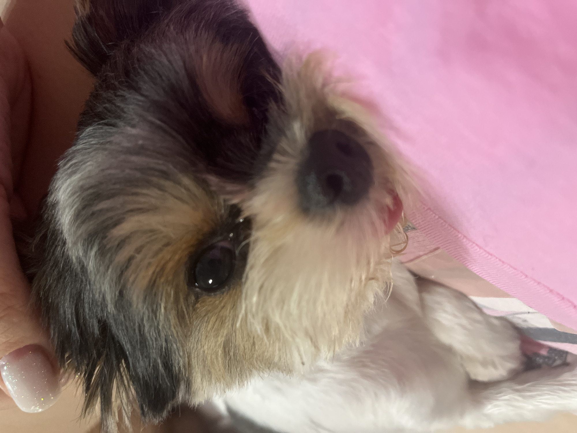 A close-up, eye-level shot shows a small dog with tri-color fur, white, brown, and black, lying on a pink surface. The dog's face is partially visible, with its dark eye looking towards the camera. A human hand with a glittery, light-colored fingernail is gently touching the dog's head. The background is out of focus, with hints of white fur and a striped pattern. The setting is indoors, potentially a home environment. There is no indication of the city of Sochi, Russia.