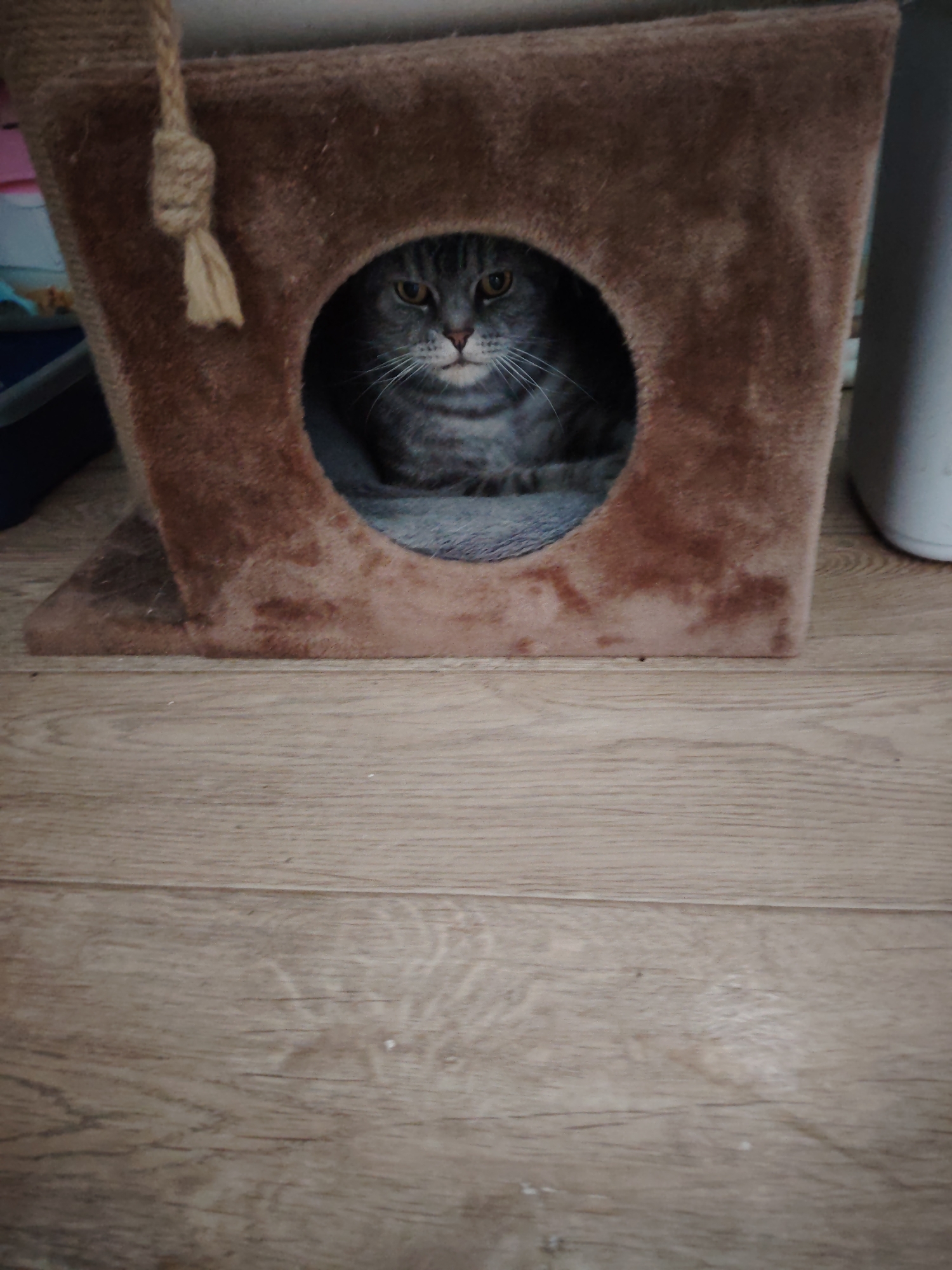 A gray tabby cat sits inside a brown, fuzzy cat house. The house is sitting on a wooden floor. To the left of the house is a black object, possibly a litter box. To the right of the house is a white object, possibly a container. The cat is looking directly at the camera. The location appears to be indoors.