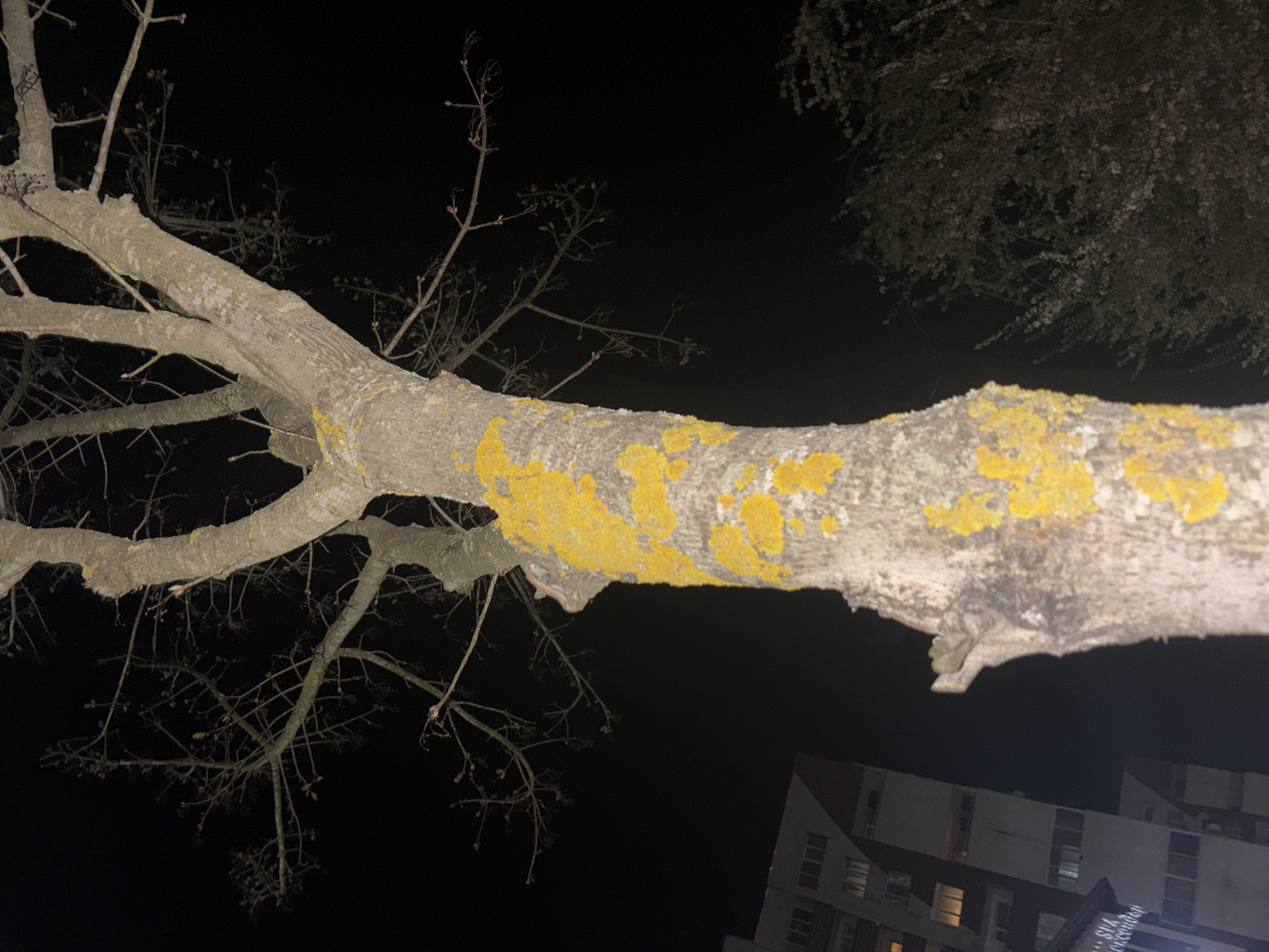 A low-angle, nighttime photograph shows the bare branches of a tree covered in yellow lichen, with a building and another tree in the background. The main branch extends horizontally across the frame, with smaller branches reaching out towards the dark sky. Yellow lichen is visible on the top surface of the main branch. The lower right corner of the image shows a multistory building with lit windows. Above the branch on the right, there is another tree with more dense, leafy branches. The location is likely Zlatograd, Bulgaria.