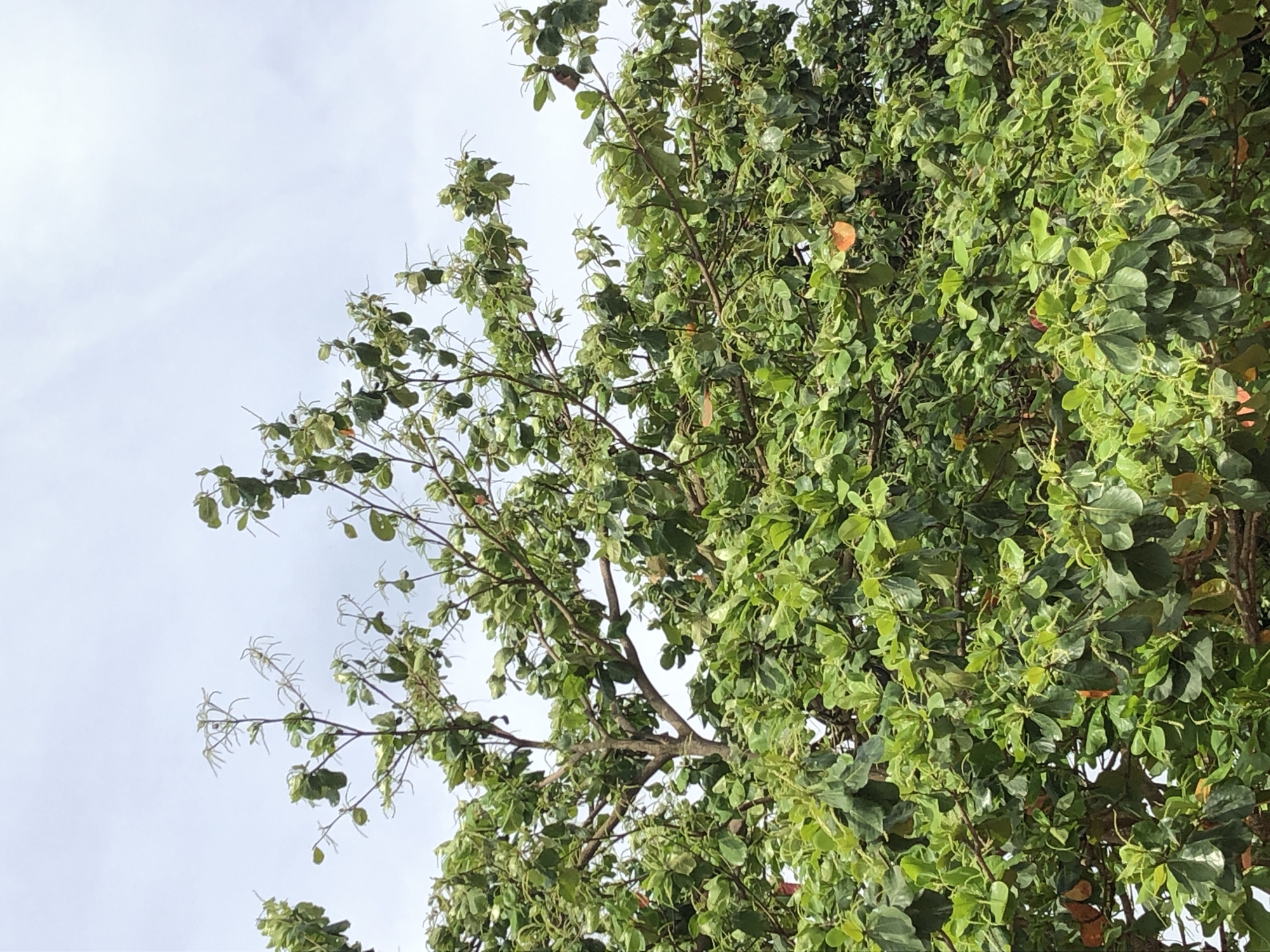 An eye-level shot captures a dense canopy of a tree against a bright, overcast sky. The tree is predominantly covered in vibrant green foliage, with several broad, oval-shaped leaves visible. Interspersed among the green are some leaves displaying shades of reddish-brown and orange, suggesting a change in season or specific leaf characteristics. Many of the leaves, particularly on the left side and top, appear slightly curled or crinkled. Delicate, light-colored structures, possibly inflorescences or new growth, extend from some branches, resembling small, spidery clusters.
The branches, varying in thickness, are visible through gaps in the leaves, showcasing their light brown and grayish-brown bark. The sky occupies the upper left portion of the image, appearing uniformly bright white to light grey, indicating an overcast or hazy daylight condition. No direct sunlight or shadows are prominently cast, suggesting diffused lighting. The overall scene conveys a natural, outdoor environment. There are no people, animals, or man-made objects visible, nor is there any discernible activity or text.