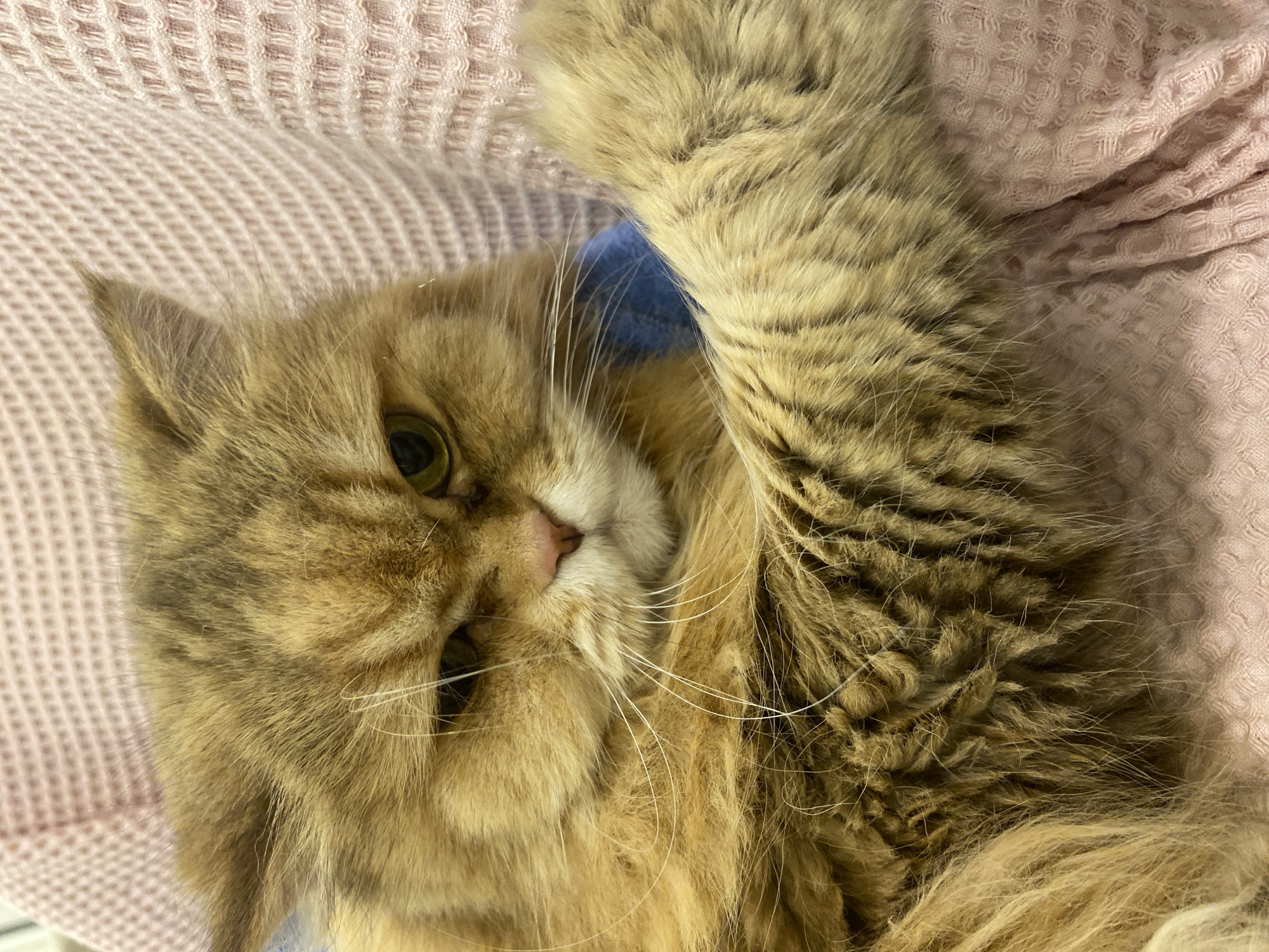 A close-up shot captures a light brown, long-haired cat lying on its back. Its right paw is raised. The cat rests on a textured pink blanket. A glimpse of blue fabric is visible beneath the cat's fur. The cat appears to have green eyes and numerous white whiskers. Location information is not discernible from the image.