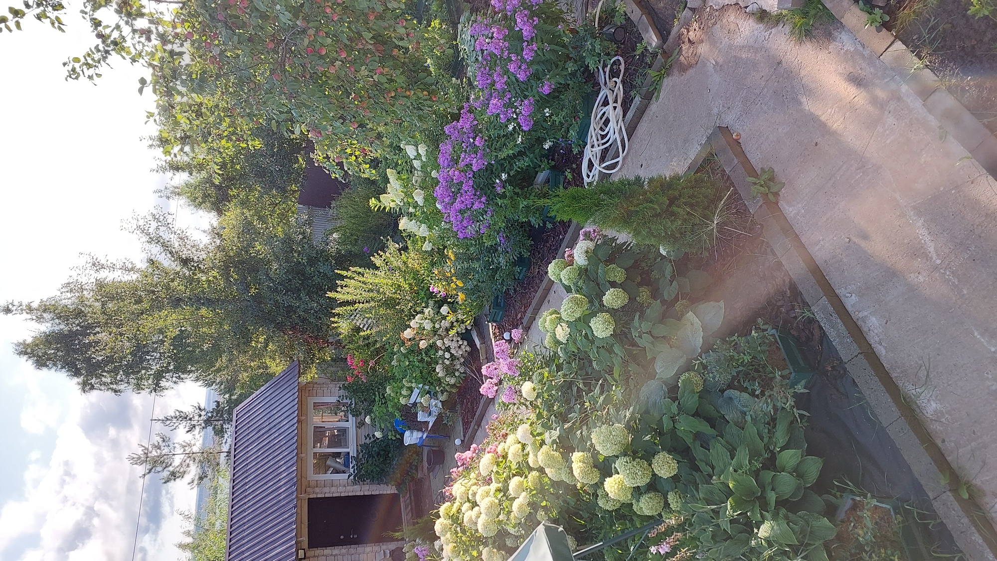 The image shows a sunny day in a garden with a small brick house and lush flower beds. The house has a dark brown door and a white-framed window. In front of the house and along a concrete path, various flowers are in bloom, including large white hydrangeas, pink and purple phlox, and smaller pink flowers. A small evergreen tree stands near the path. In the background, tall trees, including a birch, are visible, along with a metal fence. The scene suggests a residential area with well-maintained landscaping. The weather appears clear with some clouds.