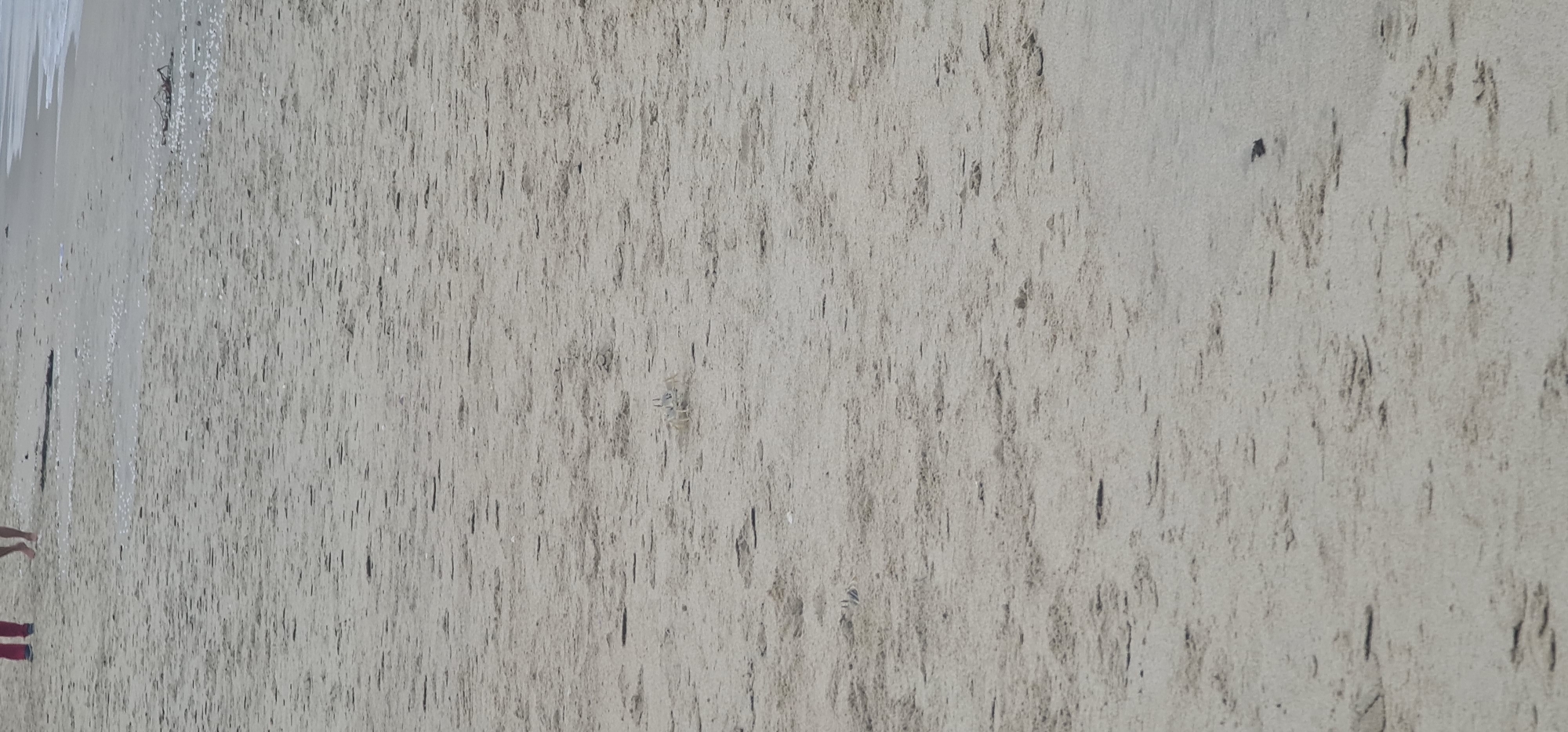 The image, taken in Đà Nẵng, Vietnam, presents a close-up view of a sandy beach at the waterline. The scene is dominated by light-colored sand, which is extensively patterned with numerous short, dark, vertical streaks, likely left by receding waves or water drainage.
On the far left, the foamy edge of the ocean is visible, indicating the presence of water. In the bottom left corner, the lower legs and feet of a person are partially visible, suggesting they are walking on the wet sand near the water's edge. One foot is bare, while the other has a red strap, possibly from a sandal.
Towards the mid-right of the frame, a small, light-colored creature, identified as a crab, is subtly camouflaged against the textured sand. The lighting is diffuse, suggesting daytime conditions without harsh sunlight. There is no visible text or other prominent objects. The overall scene captures a natural beach environment with subtle activity.