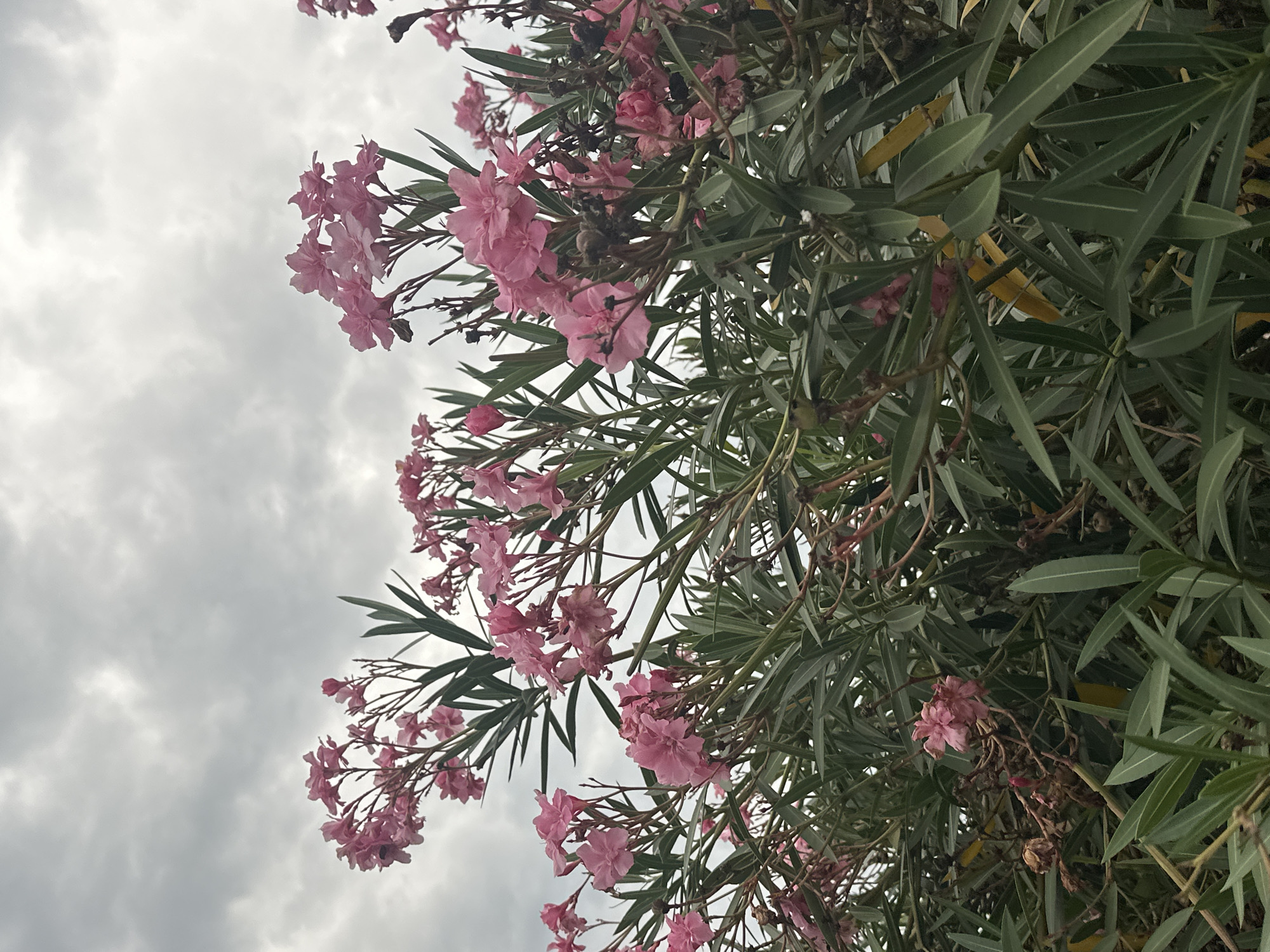 The image shows a close-up view of pink oleander flowers and green foliage against a cloudy sky. The setting is outdoors, likely a garden or park, given the presence of blooming plants. The sky is overcast with gray clouds. The specific location in the city of Sochi, Russia, cannot be determined from the visual information alone. There are no people or animals present in the frame. The scene is static and natural, with the focus on the floral elements and the atmospheric conditions of the sky.