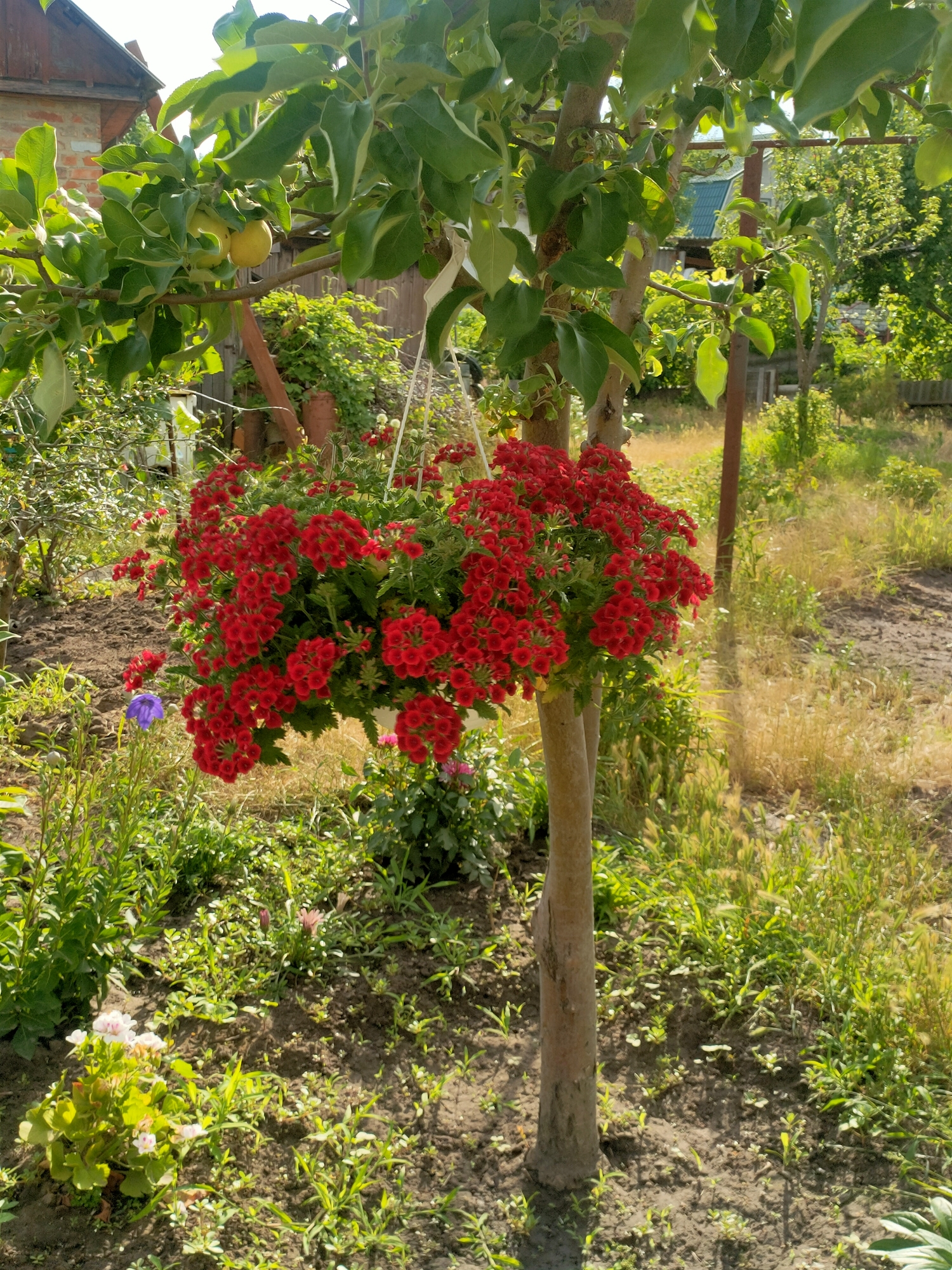 The image shows a backyard scene in Kremenchuk, Ukraine. A tree with a hanging basket of vibrant red flowers is the central focus. The tree has green leaves and two small yellow fruits are visible on a branch. The hanging basket is overflowing with dense clusters of small red flowers. In the background, there is a brick building with a wooden roof, more greenery, dry grass, and a fence. The ground is covered with soil and various small plants. The lighting suggests a sunny day.