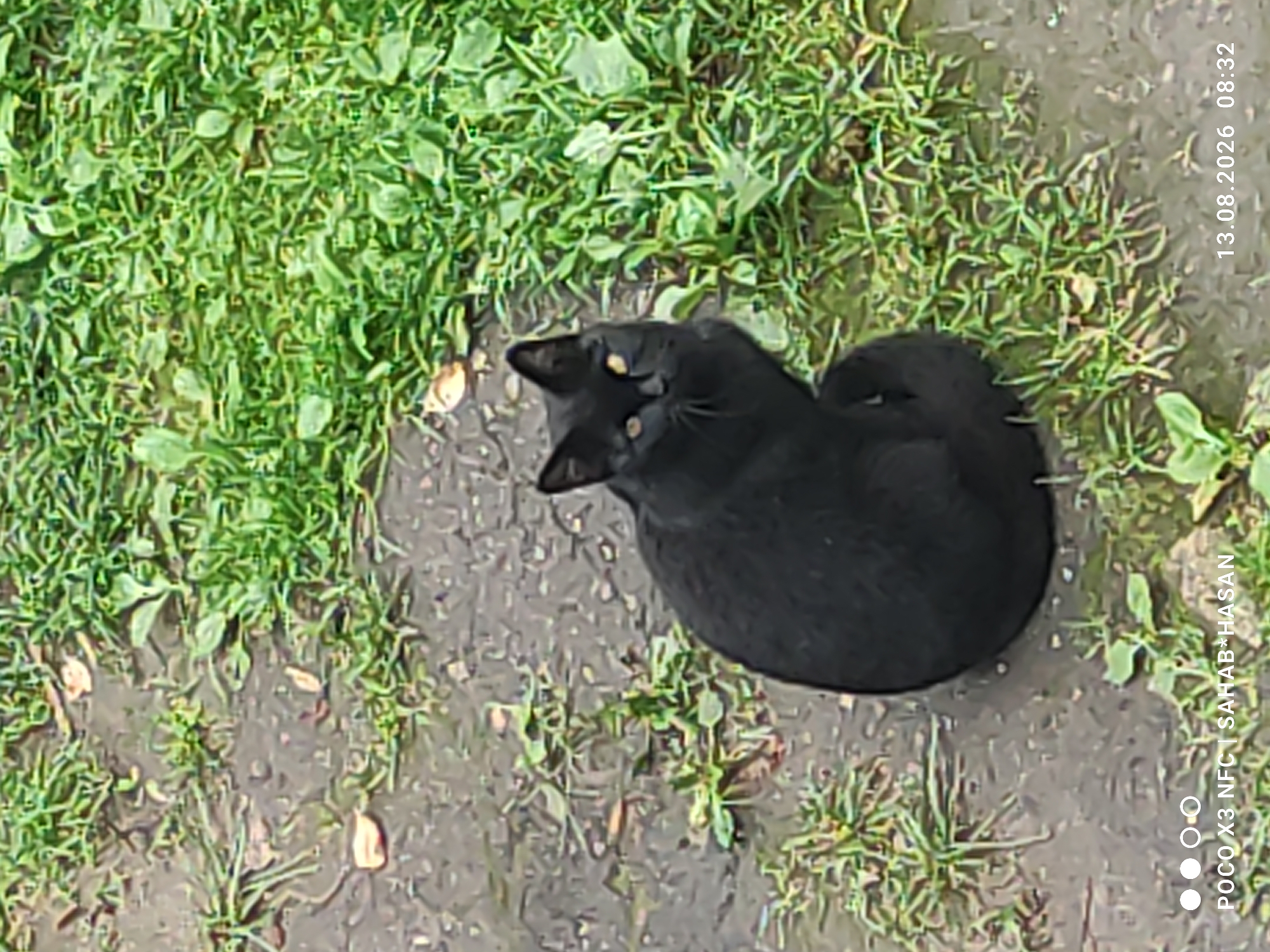 A black cat with yellow eyes is sitting on wet ground with patches of green grass. The cat is facing the camera and appears to be looking towards it. The background is blurred and consists of more grass and wet ground. The timestamp at the bottom right corner indicates the image was taken on August 13, 2026, at 08:32. The text at the bottom left corner includes "POCO X3 NFC | SAHAB*HASAN". There are no discernible landmarks or features that would specifically place this image in the city of Kostroma, Russia.