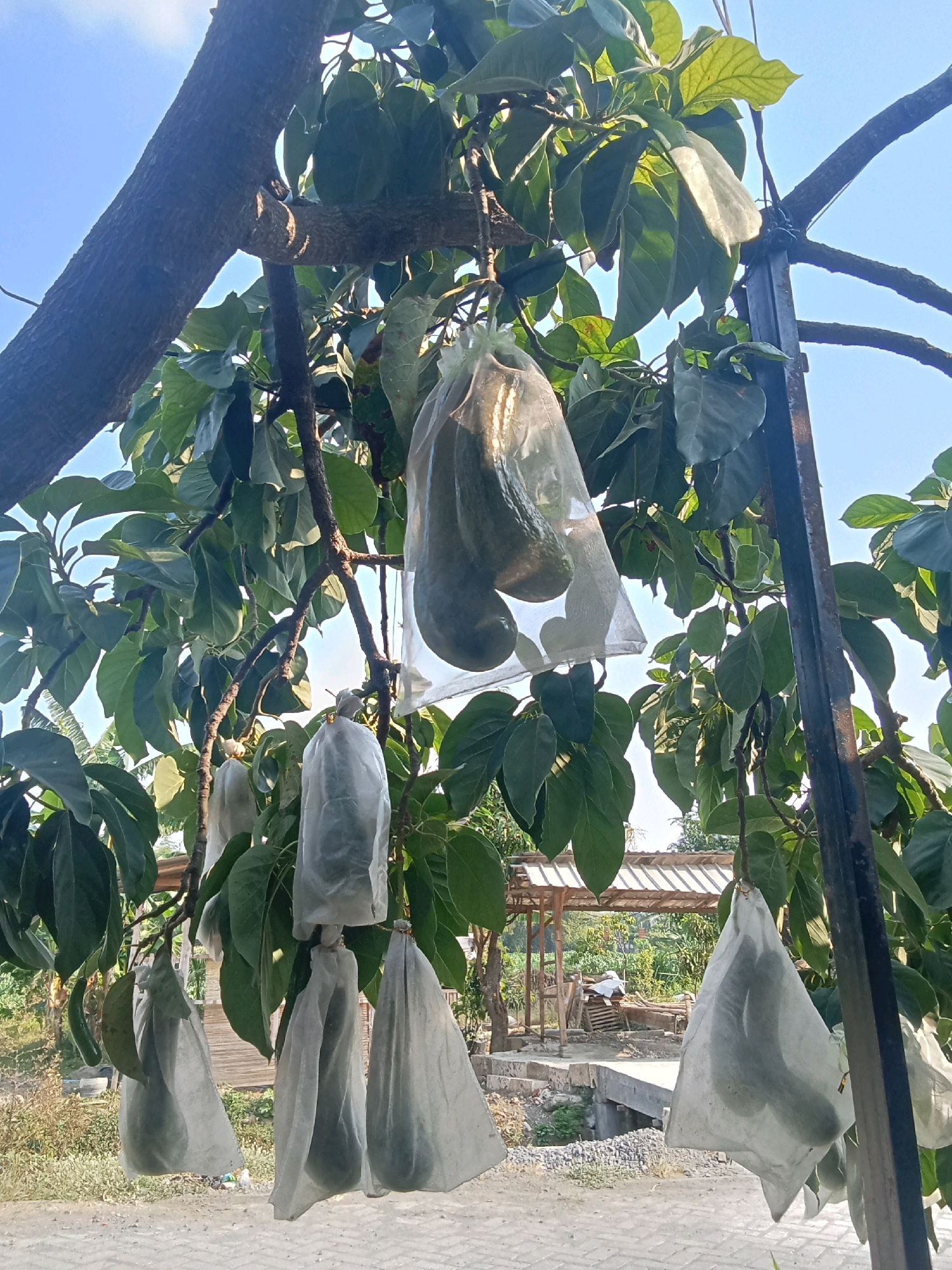 In the city of Sumberringin, Indonesia, avocados are shown hanging from a tree, many of them covered in white bags, presumably to protect them from pests or the elements. The fruit are a dark green color, and some are clearly visible through the bags, while others are obscured by the foliage. The tree has thick branches and large, dark green leaves. The background shows a clear blue sky, a wooden structure with a thatched roof, and some other vegetation. The scene appears to be outdoors in a rural or semi-rural area, with a dirt road or path in the foreground.