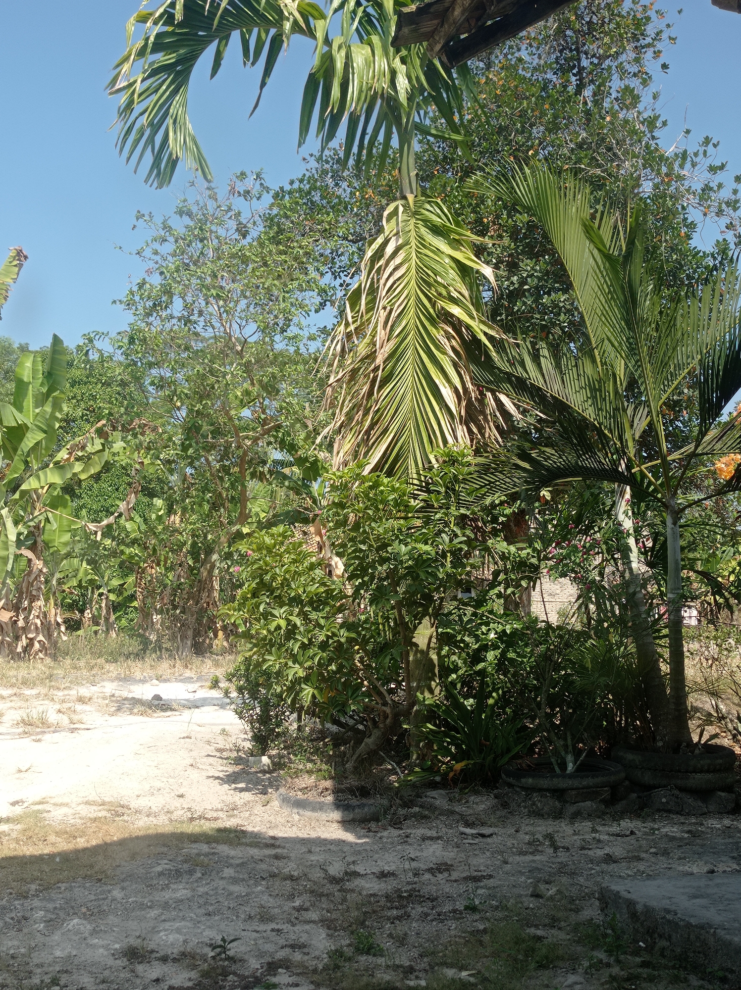 This is a photograph taken outdoors in Sumbernadi, Indonesia, depicting a natural landscape dominated by lush vegetation. The scene is brightly lit by sunlight, casting shadows on the sandy ground. In the foreground, a pathway made of dirt and gravel leads into the dense foliage. Various trees and plants, including palm trees and banana plants, are visible, with some bearing small orange fruits. The background reveals more trees and the clear blue sky. The environment appears rural or semi-rural, with no buildings or people readily apparent. The image is framed by a wooden structure overhead, possibly part of a roof or awning. The overall impression is one of a tropical, verdant environment.