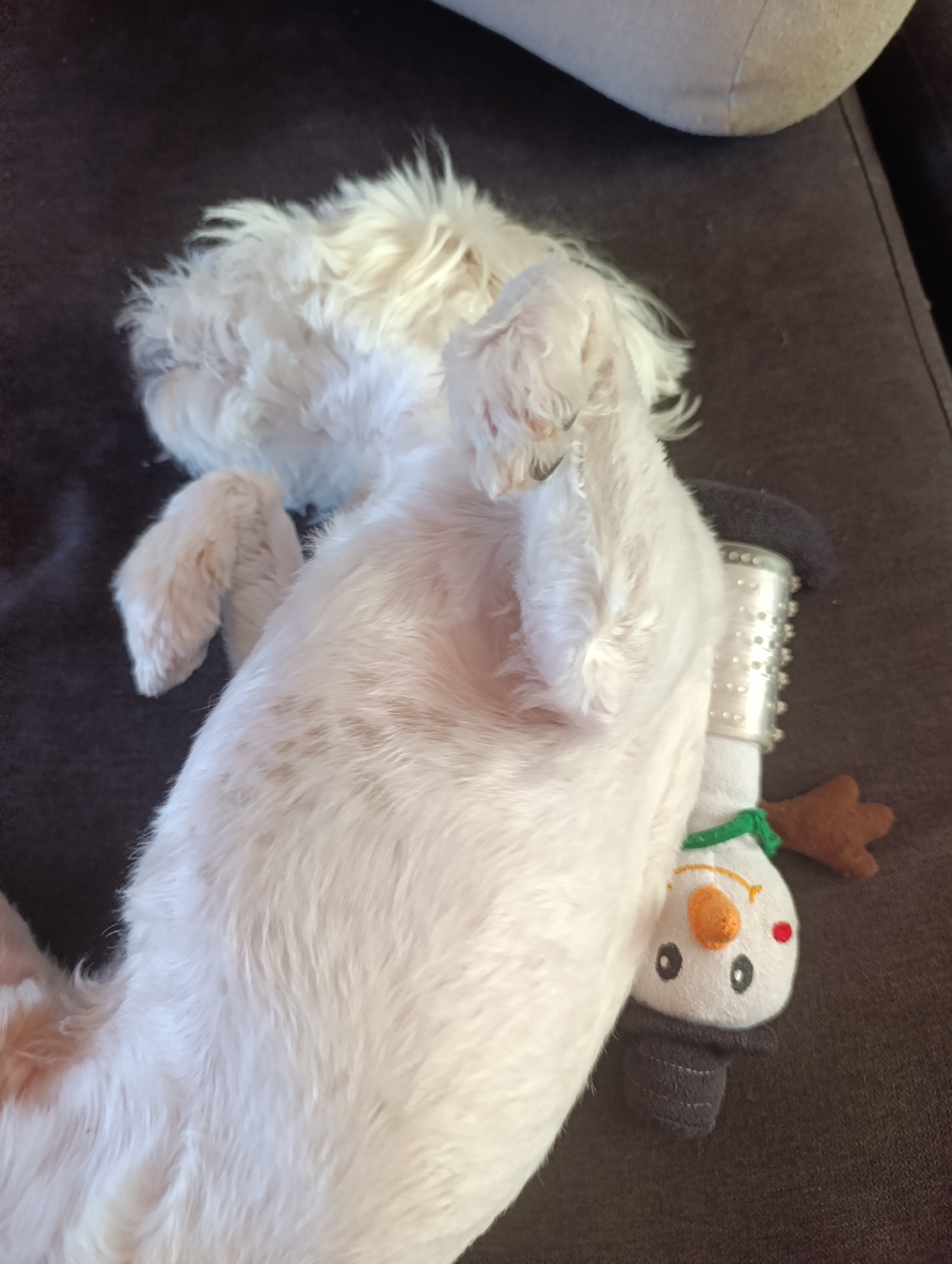 A white dog is sleeping on its back on a brown couch, with a stuffed snowman toy beneath its body. The dog's fur is fluffy and white, and its eyes are closed. The snowman toy is white with a black hat, a green scarf, and an orange carrot nose. The dog's paws are resting on the toy. The couch is a dark brown, and the background is blurred, suggesting the photo was taken indoors. The scene appears to be in a home environment, likely a living room or bedroom. The image is a close-up, focusing on the dog and the toy.