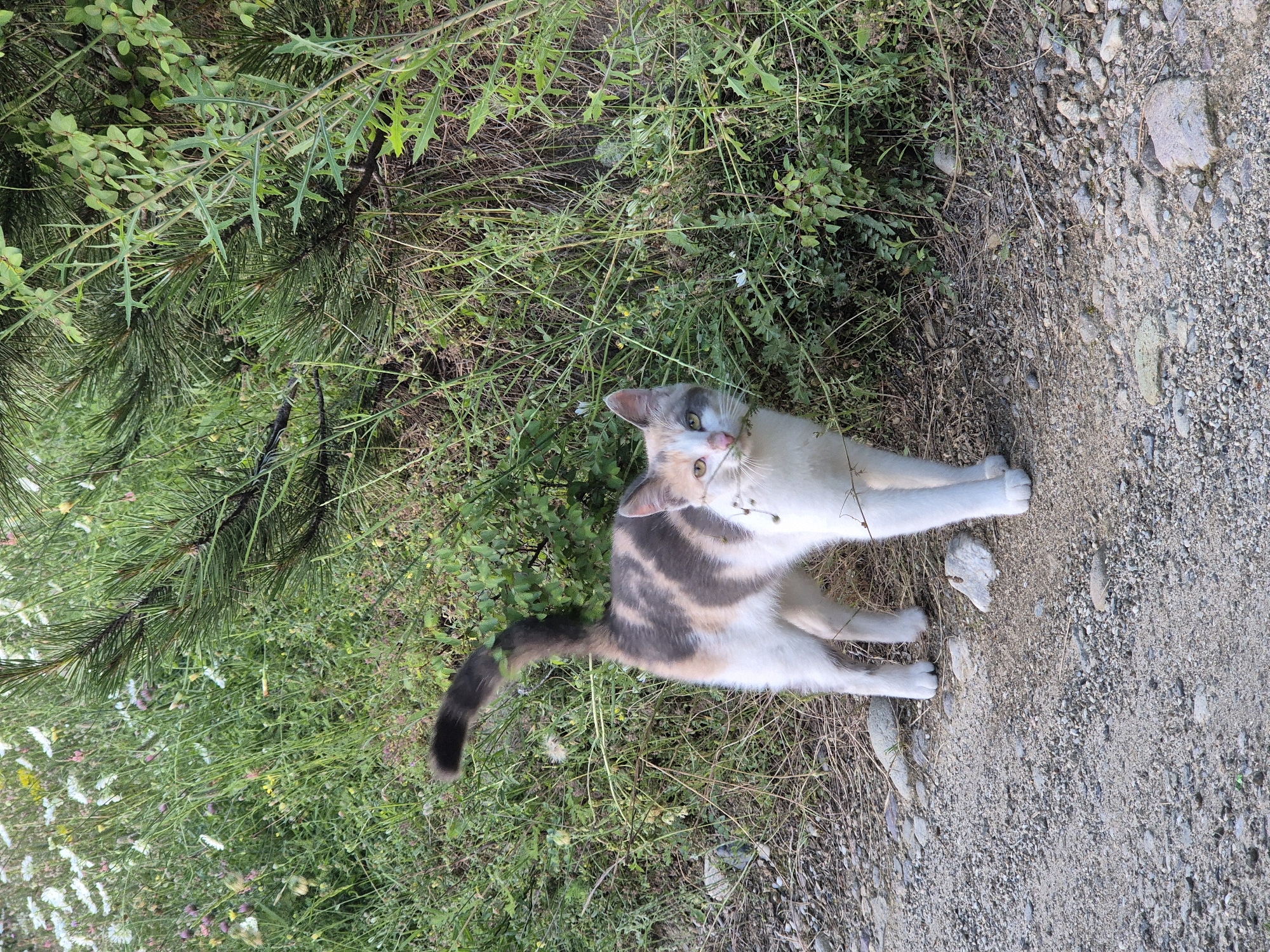 A dilute calico domestic cat stands on a light brown dirt and gravel path in Brosh, Bulgaria. The cat's fur displays a pattern of white on its legs, chest, and belly, with irregular grey and cream-colored patches across its back and head. A distinct cream-colored patch is located above its right eye, and a grey patch above its left eye; its eyes are yellow. The cat is holding a small cluster of green vegetation in its mouth. Its tail, dark grey and bushy, is curved upwards. Behind the cat, dense green vegetation is present, including tall grasses, plants with spiky leaves, and the needles of a pine tree branch. In the upper left background, a field of green grass with numerous white daisy-like wildflowers and some smaller purple/pink flowers is visible. The path consists of light brown soil, various sizes of light-colored pebbles, and scattered rocks. The scene is illuminated by natural daylight.