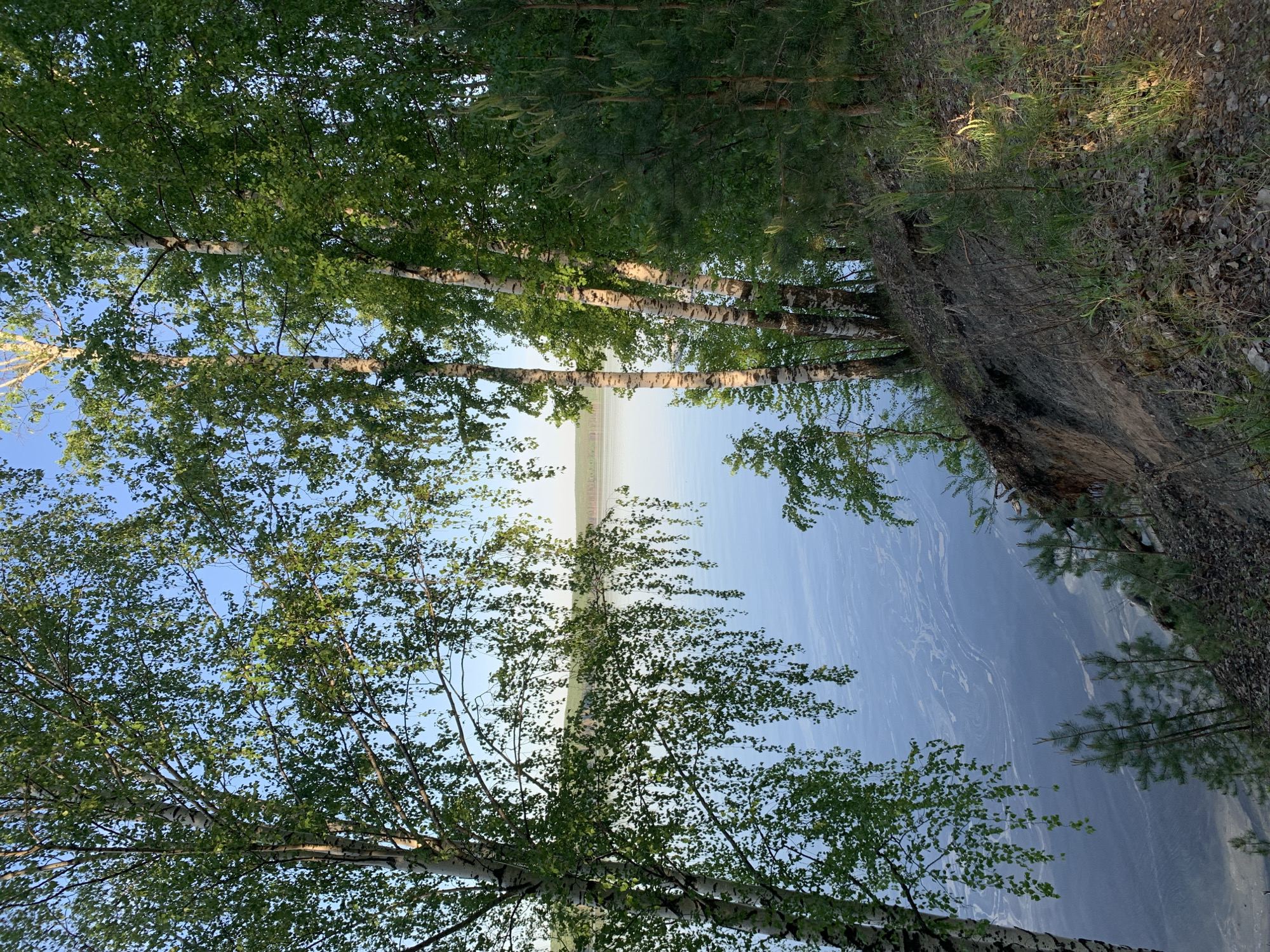 The image depicts a view from the shore of the Votkinsk Reservoir in the city of Chaikovsky, Russia. Several birch trees with green leaves frame the scene. The reservoir's water surface is visible between the trees, with a light haze or fog obscuring the distant shoreline. The shoreline consists of a grassy area, and the edge of the shore is overgrown with vegetation, including some small pine trees. The image is rotated 90 degrees clockwise.