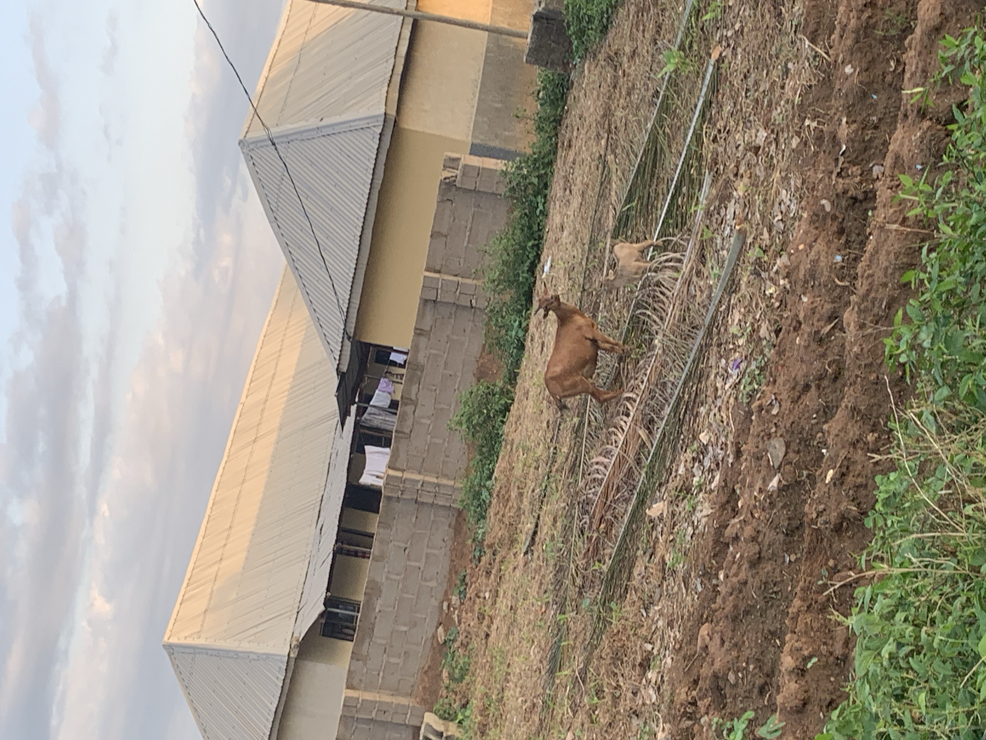 The image shows a partially constructed building adjacent to a plot of disturbed earth, likely in a rural or peri-urban part of Keffi, Nigeria. The building is made of concrete blocks and has a corrugated metal roof. Laundry hangs from the windows. The plot of land appears to have been recently tilled or cleared, with scattered vegetation. Two goats are present on the property. One is brown and is in the foreground, and the second is light brown and in the background. A metal fence lies on the ground. A power line stretches across the top of the image. The sky is overcast.