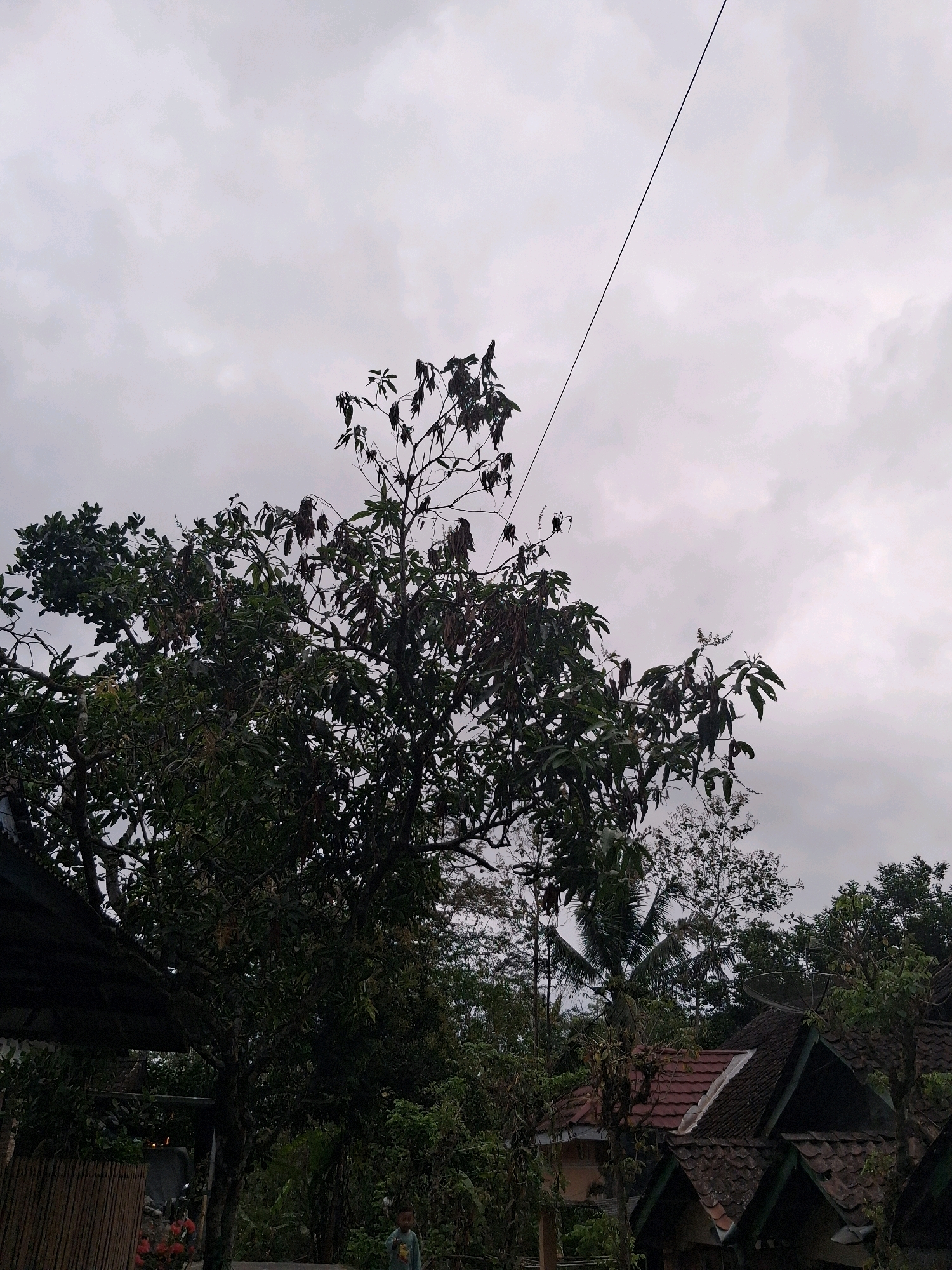A slightly overcast sky looms over a lush, green outdoor scene in Medono, Indonesia. In the foreground, a large tree with dark green leaves and some dried foliage dominates the frame. To the left, a section of a dark, corrugated roof structure is visible, extending from the edge of the image. Further into the background, several houses with traditional tiled roofs can be seen nestled amongst the trees. A thin, black electrical wire stretches diagonally across the sky from the top left to the center. To the right, a young child wearing a light blue long-sleeved shirt stands partially obscured by foliage. The overall impression is one of a rural or semi-rural setting with abundant vegetation and residential structures.