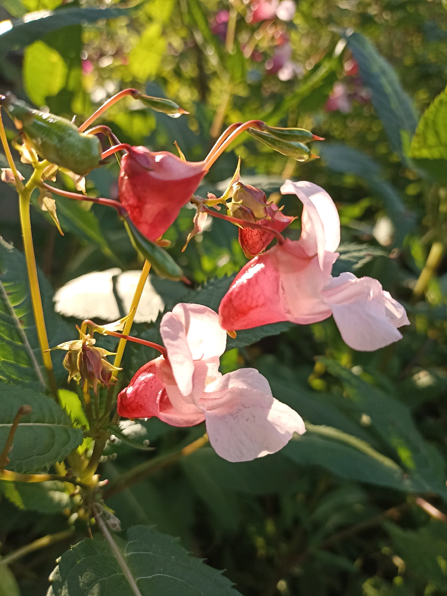 A close-up, natural light photograph captures two impatiens flowers, also known as "touch-me-nots," in bloom against a blurred background of lush green foliage. The flowers are a vibrant mix of pink and red, with delicate petals that appear almost translucent in the sunlight. The foreground features a few small green seed pods, characteristic of the impatiens plant, hanging from slender stems. The overall impression is one of natural beauty and fragility, evoking a sense of tranquility. The location is not specified beyond "Unknown, Unknown."
