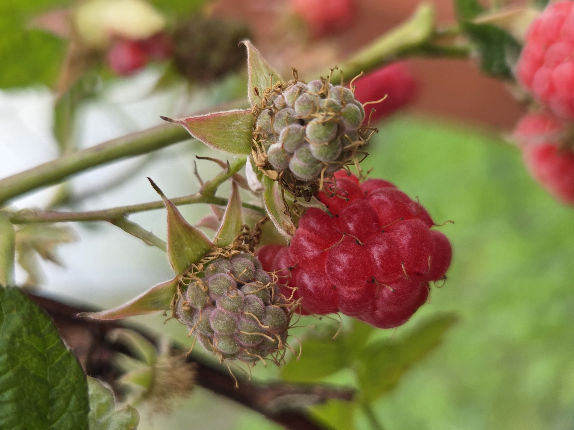 This is a close-up, low-angle shot of three raspberries on a branch, with one ripe red raspberry in the foreground and two unripe green raspberries above and to the right. The raspberries are in a garden setting in Восход Снт (фролово), Russia. The background is blurred green foliage and a hint of brown. The image is sharp and well-lit, highlighting the texture of the raspberries and the delicate details of the leaves and stems.