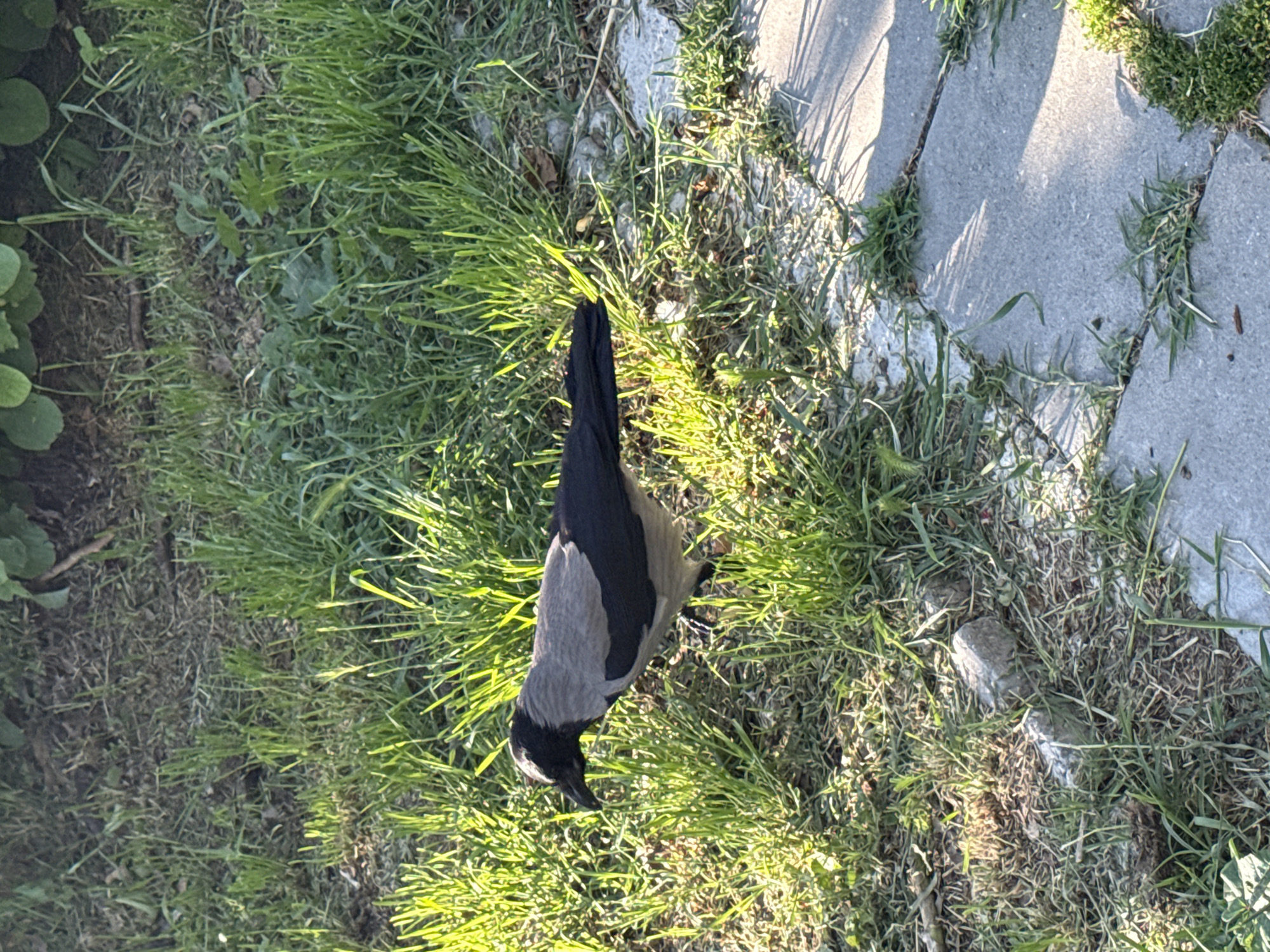 A hooded crow stands on grass beside a stone pathway. The crow has a black head and tail, with gray body plumage. The grass is green and interspersed with brown patches. The stone pathway consists of several light-colored slabs. The location is Unknown, Unknown.