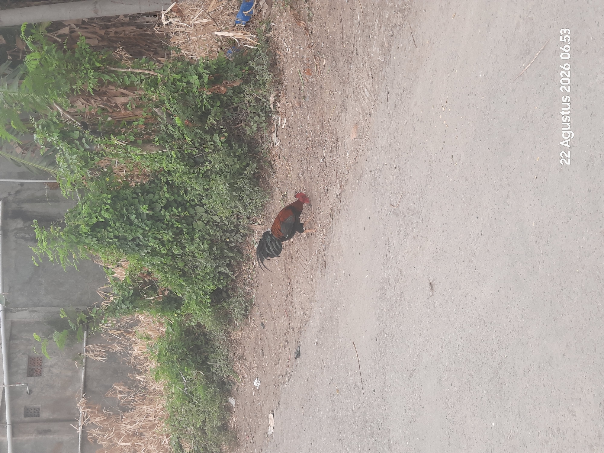 The image depicts a rooster standing on a dirt and asphalt roadside in Karangbong, Indonesia. The rooster, with brown and black plumage and a red comb, is facing towards the ground, appearing to peck for food. In the background, a concrete wall with ventilation blocks is visible, partially obscured by overgrown green vegetation and dry, brown foliage. A blue plastic bag is also present near the vegetation on the right side of the frame. The road surface is gray asphalt with scattered debris. A timestamp in the bottom right corner indicates the image was taken on August 22, 2026, at 06:53.