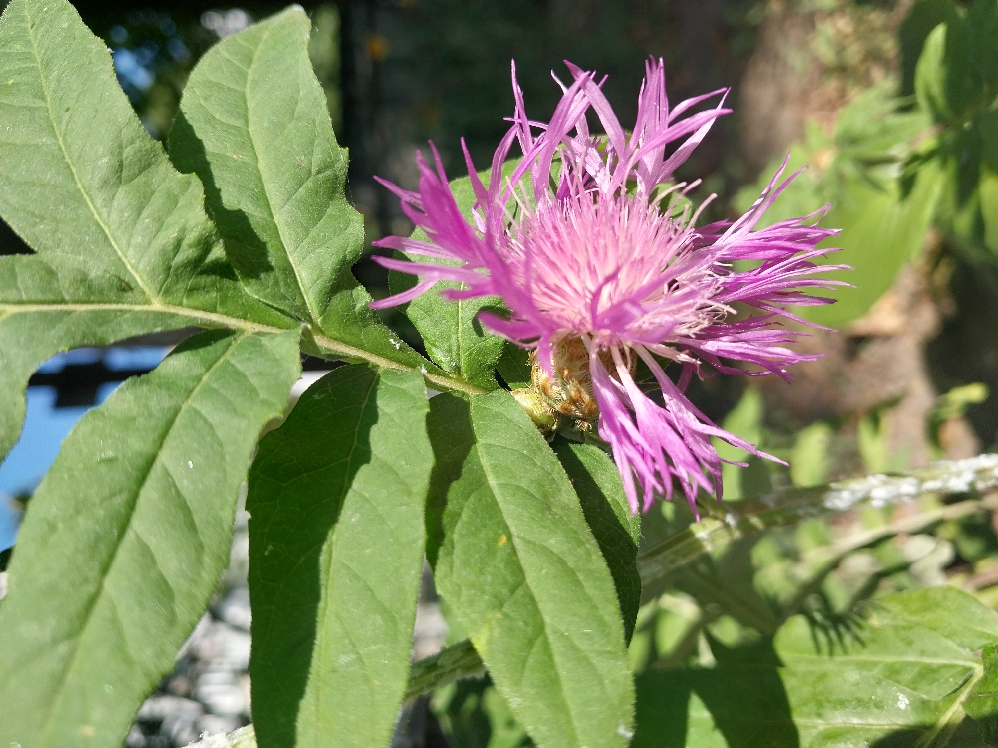 The image shows a close-up of a pink thistle-like flower with spiky petals, set against a backdrop of green leaves and a blurred outdoor environment. Sunlight illuminates the flower and leaves, casting shadows. The stem of the plant appears to have white, fuzzy growths, possibly mealybugs. In the background, a dark fence or structure is visible, along with some out-of-focus foliage and hints of a blue sky. The overall scene suggests a garden or natural setting. The image is a photograph taken in Dnipro, Ukraine.