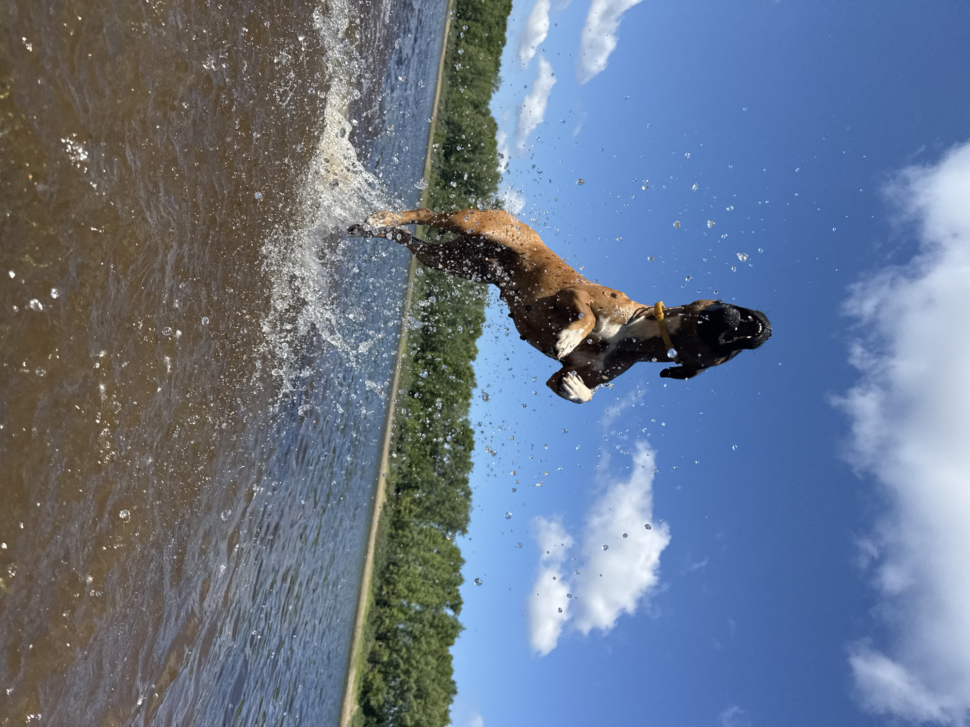 A brown boxer dog is captured mid-air, leaping out of dark, rippling water under a bright blue sky with scattered white clouds. The dog's mouth is open, and water droplets spray around it. The background features a dense line of green trees on the horizon, and the water extends to meet the trees. The scene appears to be a body of water, possibly a river or lake, in an outdoor setting.