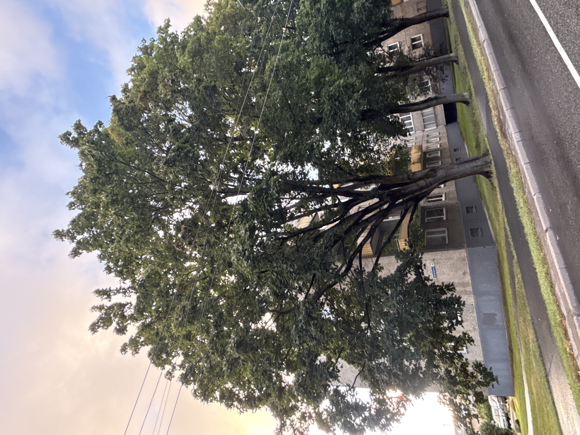 The image depicts a street view in Tallinn, Estonia, with a large tree in the foreground. The tree is lush and green, with its branches extending across the frame. Behind the tree, a multi-story apartment building is visible. The building has a gray facade and features several windows and balconies. A street with a sidewalk runs alongside the apartment building and the tree. The sky above is partly cloudy, with a soft glow suggesting it may be during sunrise or sunset. Power lines are also visible strung across the upper portion of the image, running parallel to the street. The overall scene is urban, with a blend of natural elements like the tree and man-made structures.
