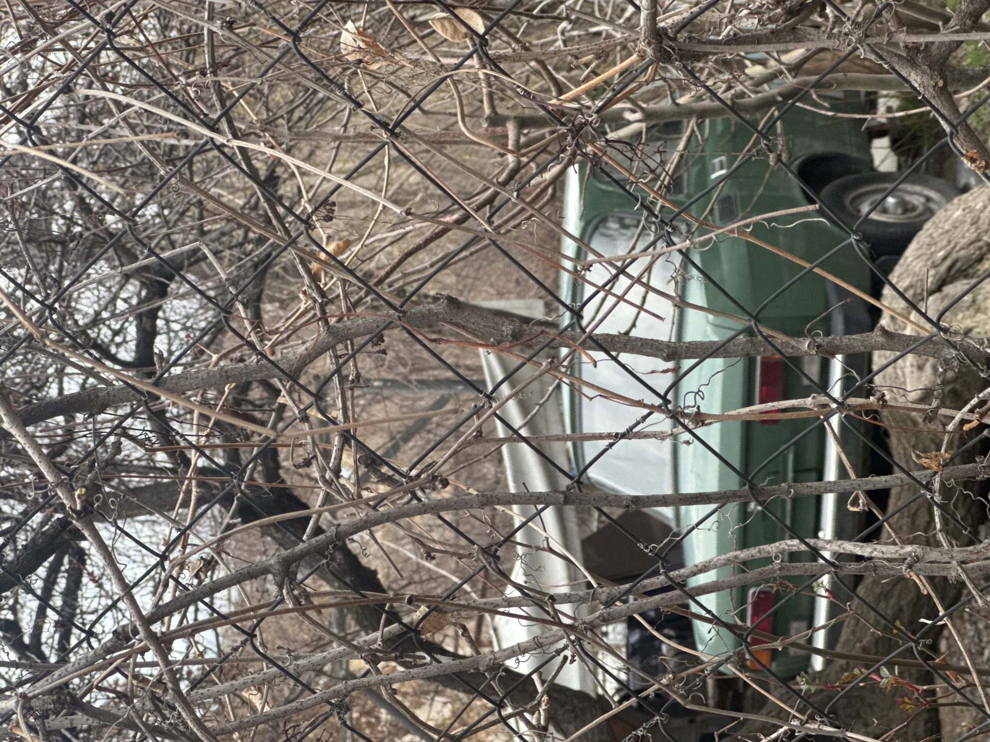 A partially obscured green and white car is viewed through a chain-link fence overgrown with bare branches and vines. The car is positioned at an angle relative to the viewer, revealing its side and rear, including a glimpse of a tire. The fence is in the foreground, heavily tangled with vegetation. The background is blurred and indistinct. The location in Yerevan, Armenia is not determinable from this image.