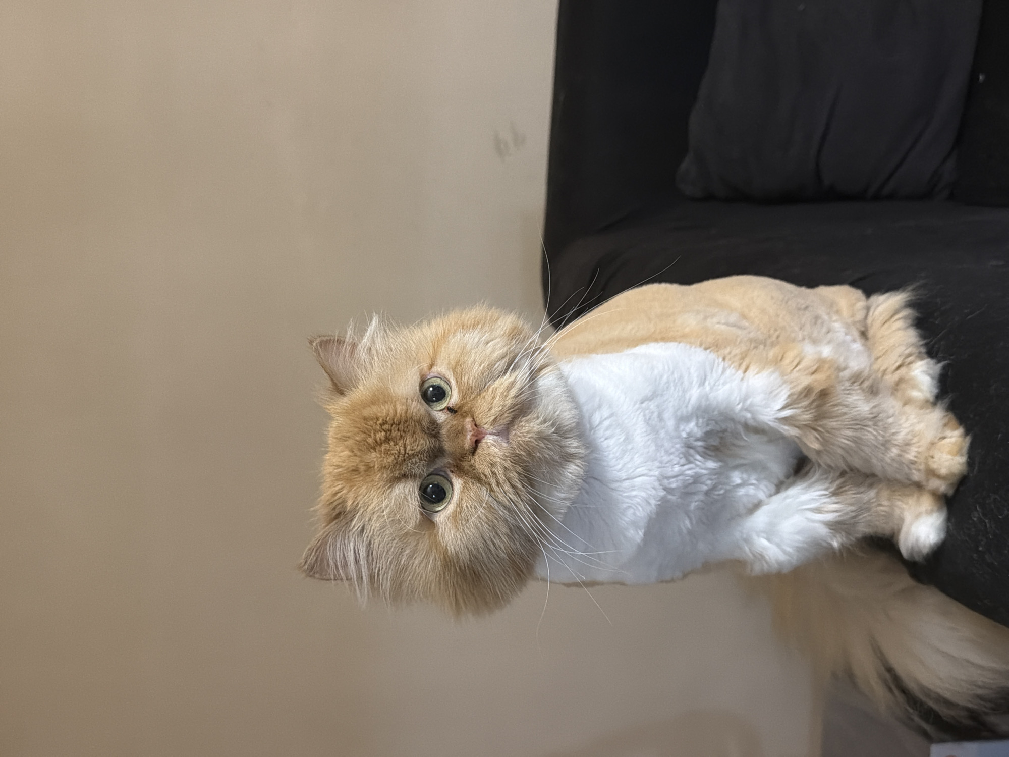 A fluffy, ginger and white Persian cat with green eyes is sitting on a black sofa, looking directly at the camera. The cat has been groomed, with its fur clipped short on its body and hind legs, while its head, chest, and tail remain fluffy. The background is a plain, light brown wall. The scene appears to be indoors, possibly in a residential setting. There is no indication of the city of Sofia, Bulgaria.