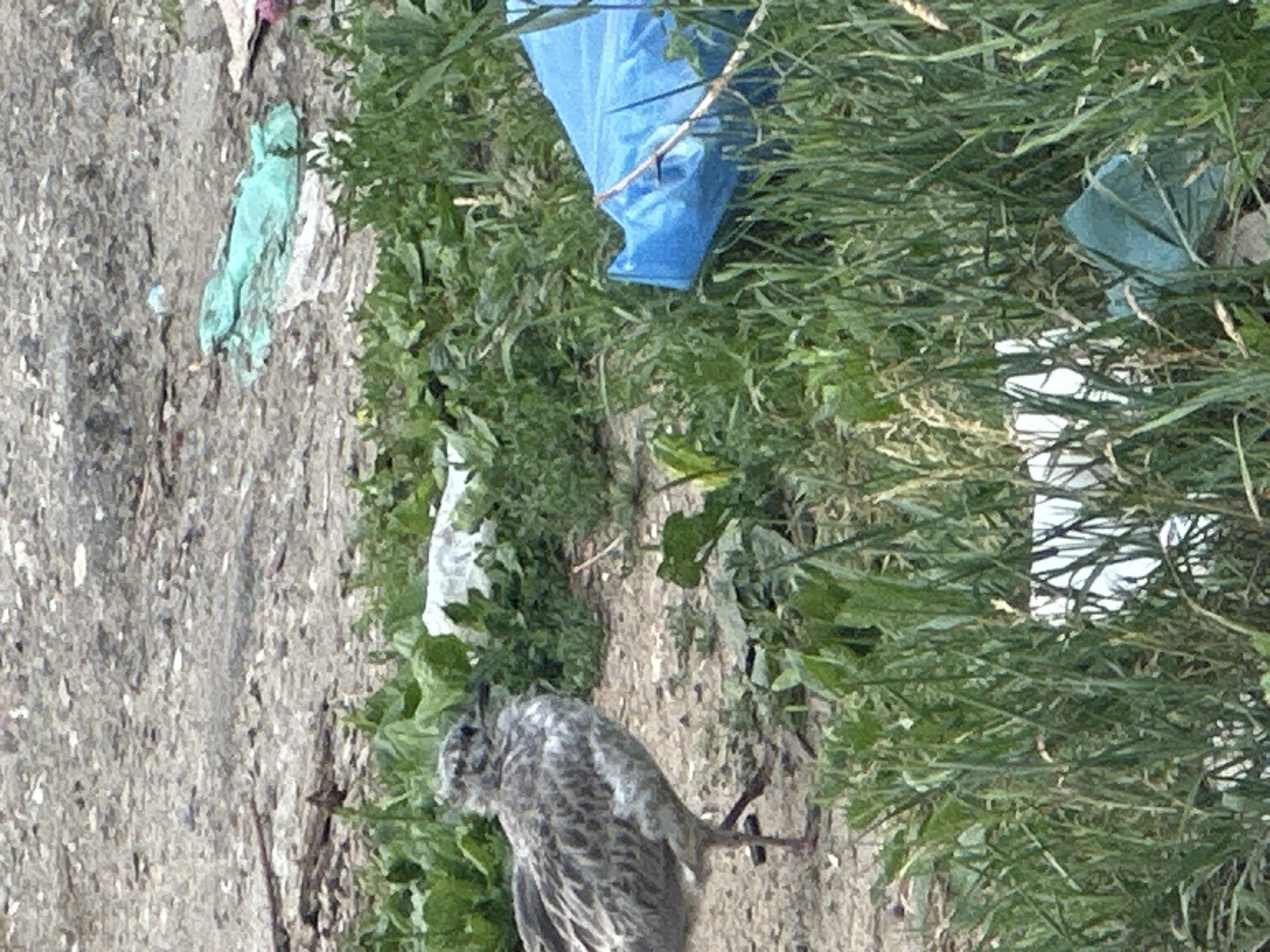 The image shows a young bird, likely a gull, lying on its side amidst some dry grass and debris. The bird appears to be unwell or injured, with its feathers ruffled and its body limp. Its grey and white plumage is visible, and one of its legs is extended. Scattered around the bird are various pieces of litter, including a bright blue plastic bag, a crumpled light green plastic sheet, and some white plastic fragments. The ground appears to be a mix of dirt and gravel. The background consists of more dry grass and some green foliage. The lighting suggests it is daytime, possibly overcast due to the lack of strong shadows. The scene conveys a sense of neglect and environmental pollution, with the presence of trash in a natural or semi-natural setting where a young bird is in distress. The image is oriented vertically, with the bird at the bottom and the litter extending upwards. There is no visible text in the image.