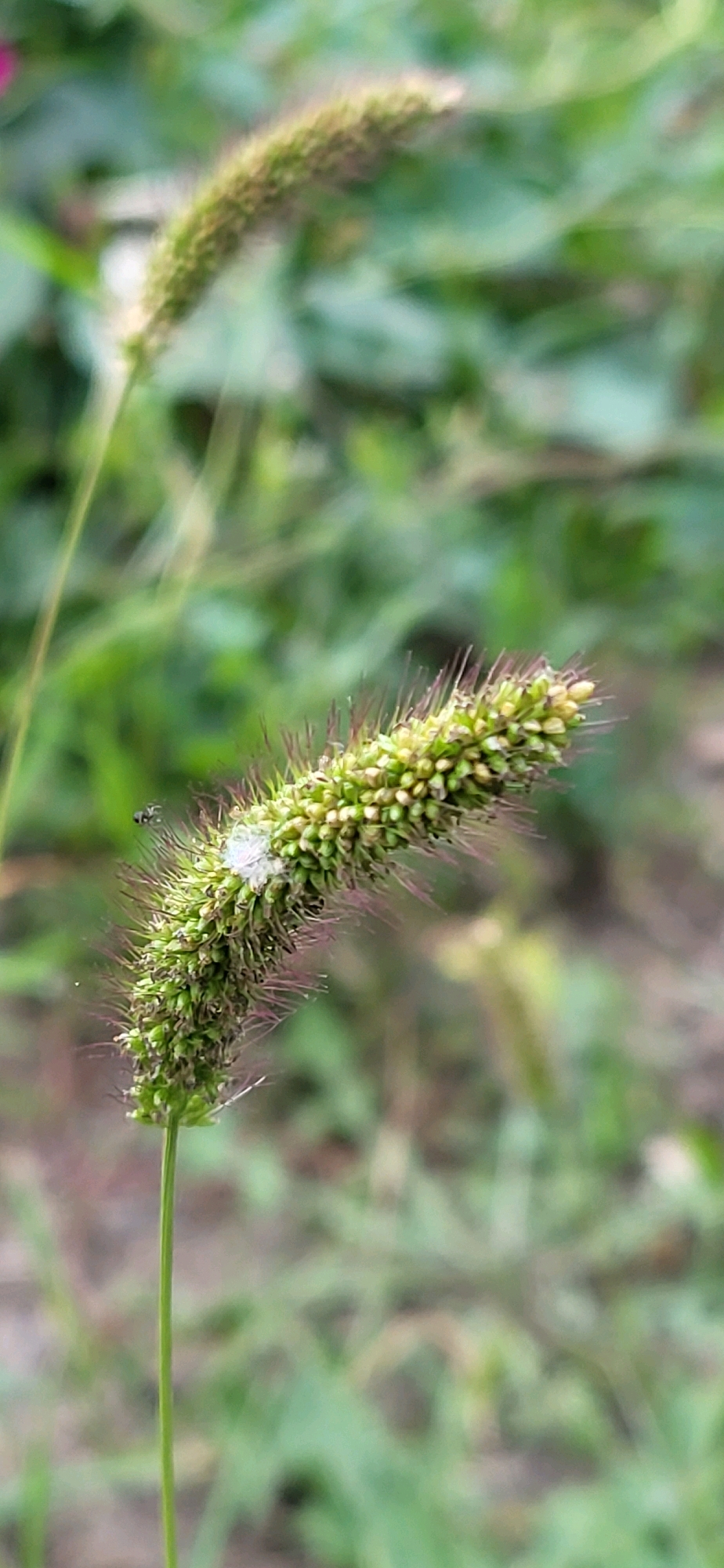 The image shows a close-up of a foxtail grass seed head. The seed head is green and cylindrical, with numerous tiny seeds and spiky awns. A small black insect is visible to the left of the seed head, and a white fluffy substance is attached to the seed head. The background is blurred and consists of green foliage. The image was taken outdoors, likely in a natural setting. Without additional information, the specific location within the city of Oskemen, Kazakhstan, cannot be determined.