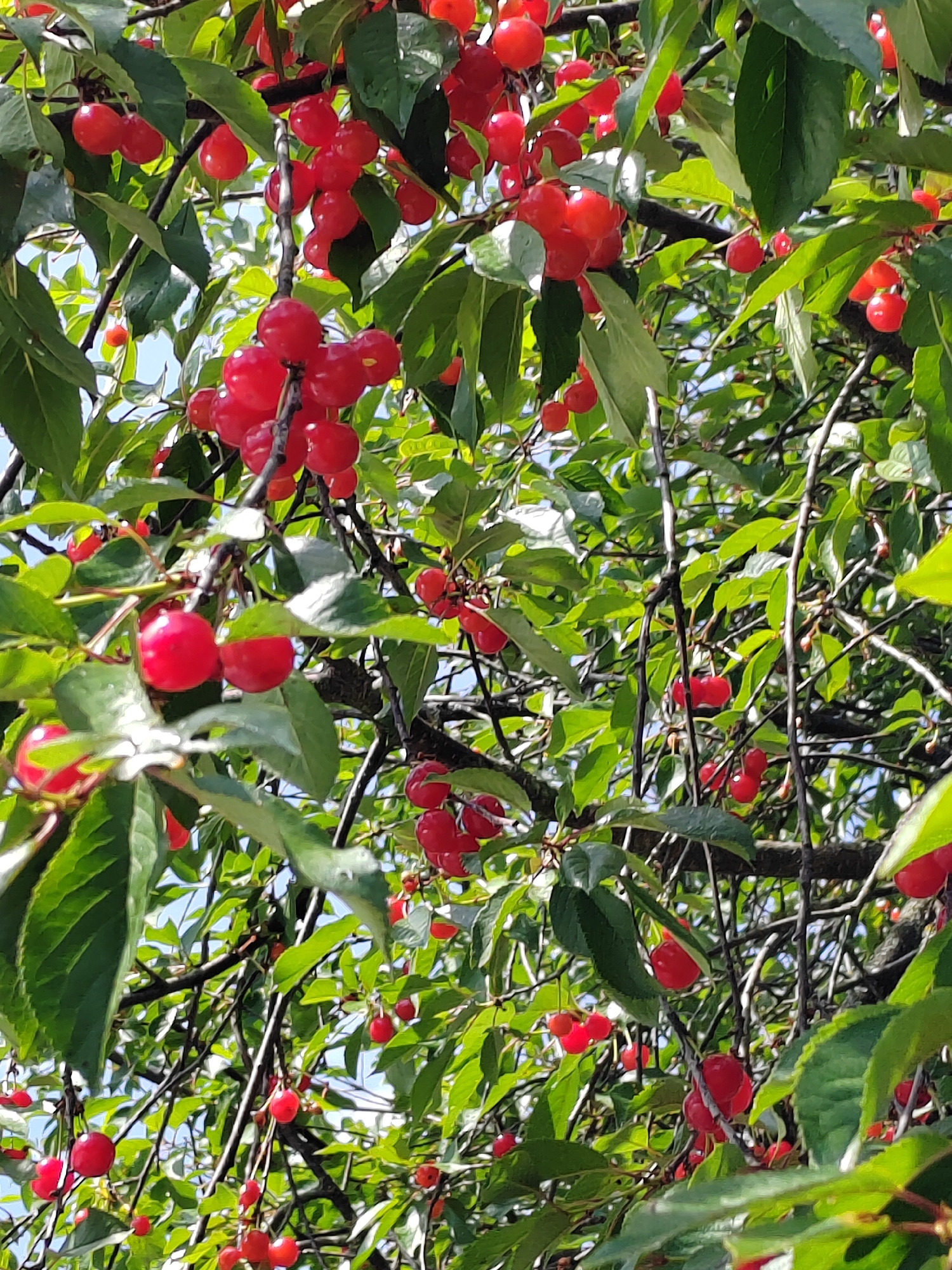 The image shows a close-up view of a cherry tree laden with ripe, red cherries. The cherries are clustered together on branches amidst lush green leaves. The sunlight filters through the foliage, highlighting the vibrant red of the fruit and casting dappled shadows. The scene depicts an abundance of nature's bounty, suggesting a harvest season. The background is a blur of green and blue sky, indicating an outdoor setting in daylight. The image is likely taken in Belarus, given the location context provided. There is no text visible in the image.