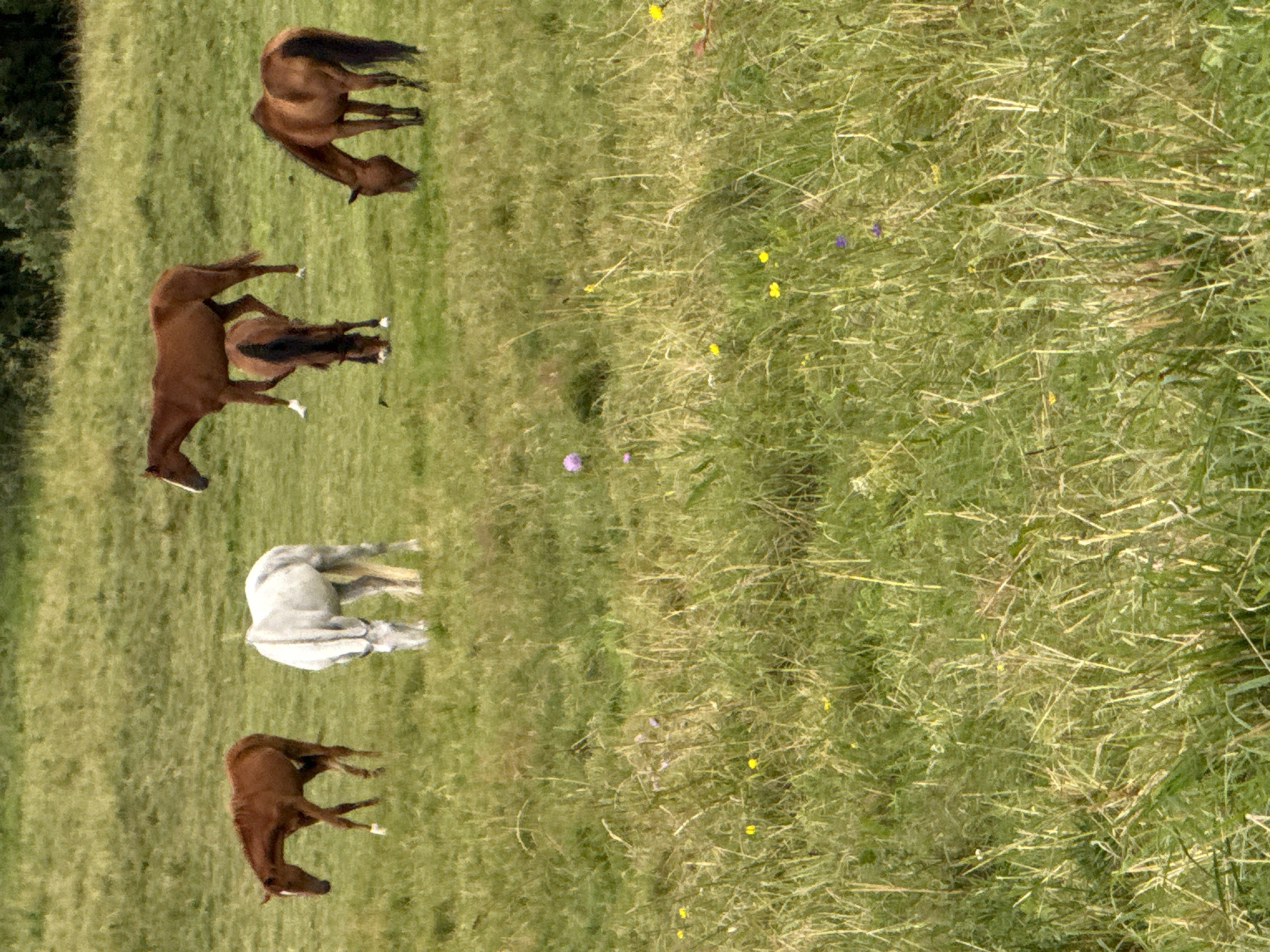 In a field of tall green grass, five horses graze. The horses are of various colors, including brown, white, and reddish-brown. Some horses are standing, while others are bent down to eat. In the background, a lush green forest can be seen. The sky above is overcast. The scene is located in the vicinity of Bendoriai, Lithuania.