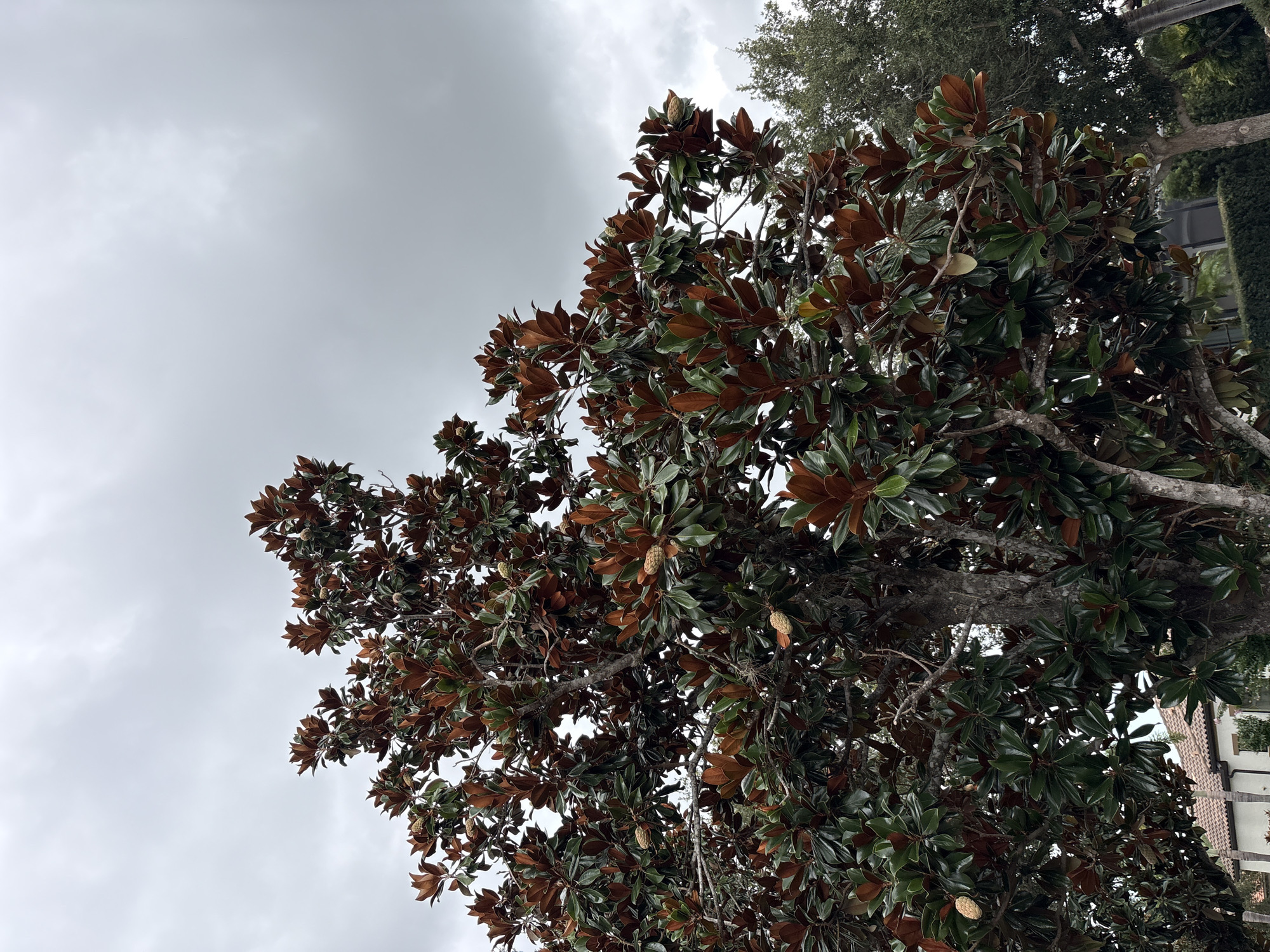 A medium shot captures a large Southern Magnolia tree with glossy green leaves and reddish-brown undersides against an overcast sky. Several brown, cone-shaped seed pods are visible among the branches. To the right of the Magnolia, a portion of a darker green evergreen tree is visible. In the lower left quadrant of the image, the terracotta tile roof of a building with white walls and a portion of a palm tree are peeking out from behind the Magnolia's trunk. The scene appears to be in a residential or park setting in Lakewood Ranch, United States, characterized by lush vegetation and tasteful architecture.